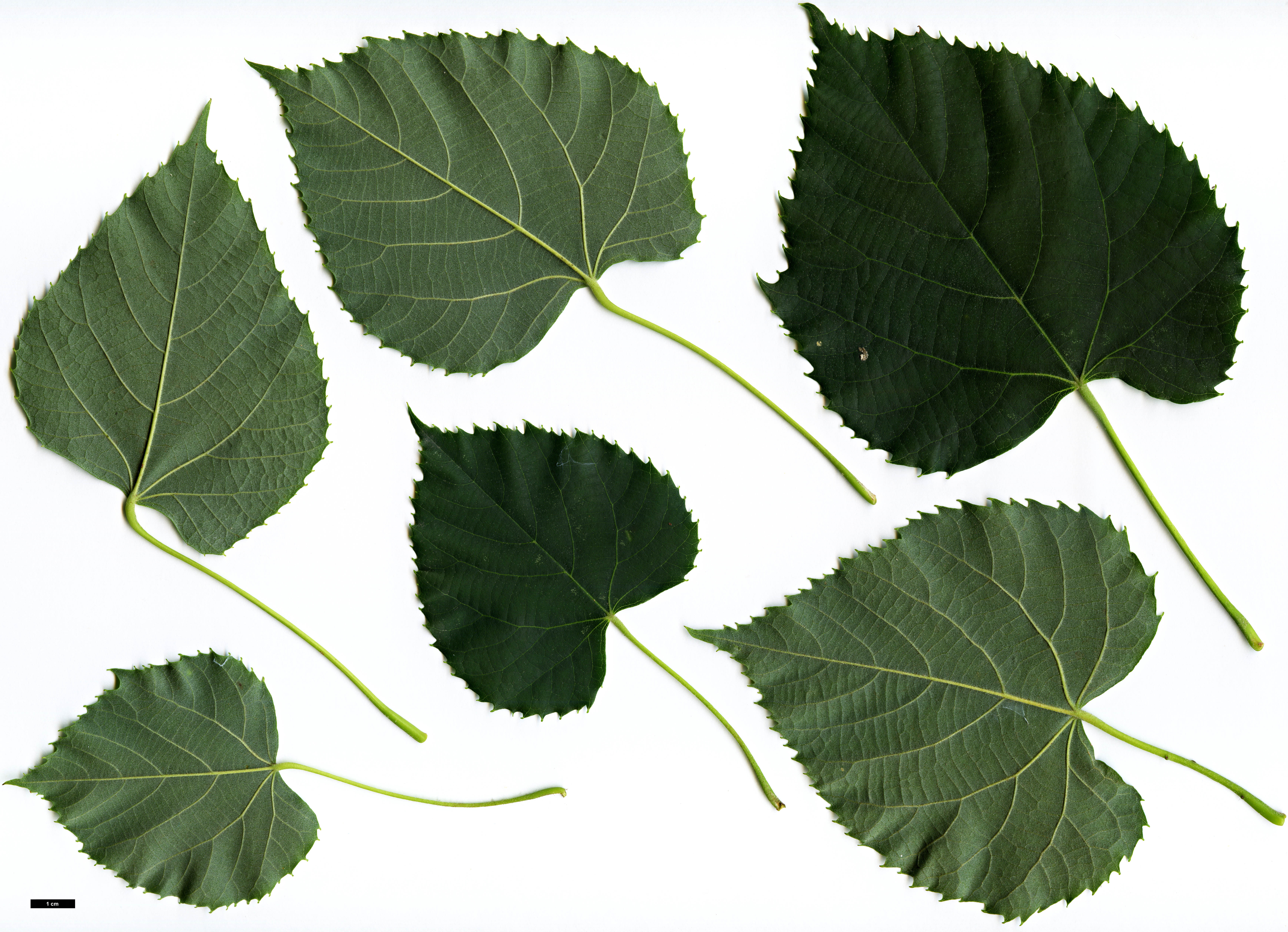 High resolution image: Family: Malvaceae - Genus: Tilia - Taxon: chingiana