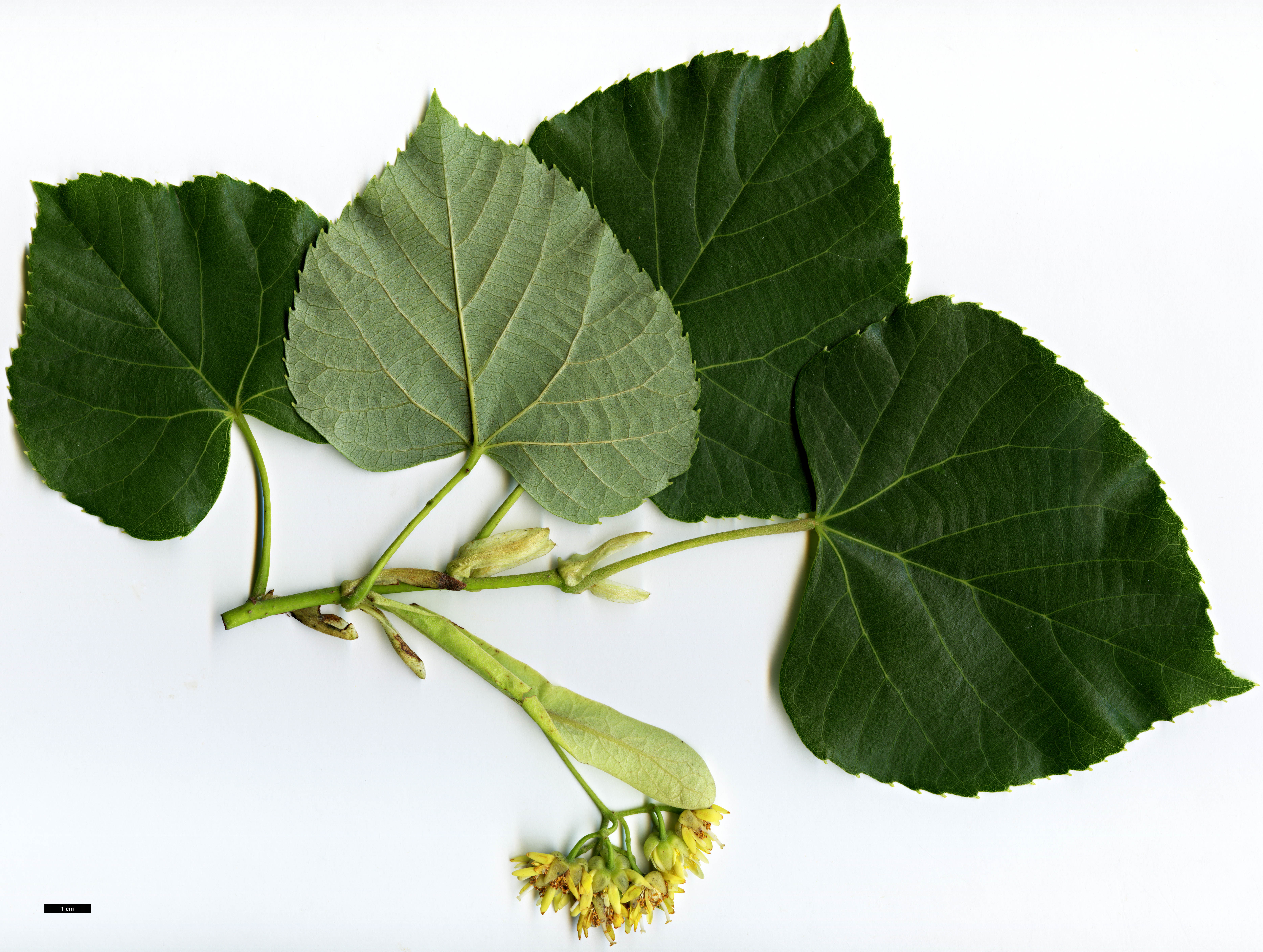 High resolution image: Family: Malvaceae - Genus: Tilia - Taxon: concinna