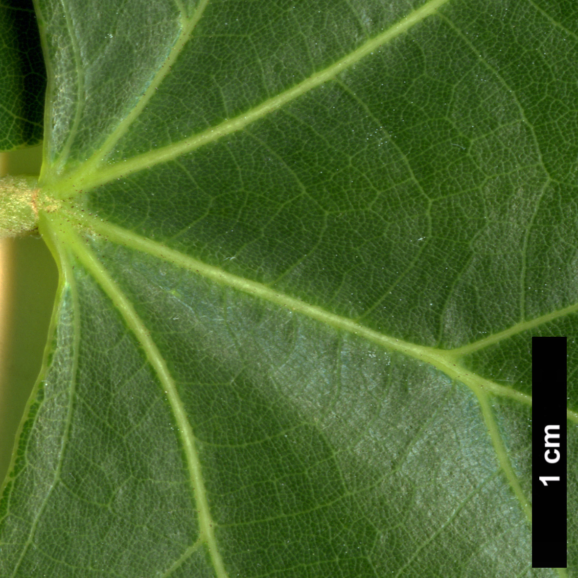 High resolution image: Family: Malvaceae - Genus: Tilia - Taxon: concinna