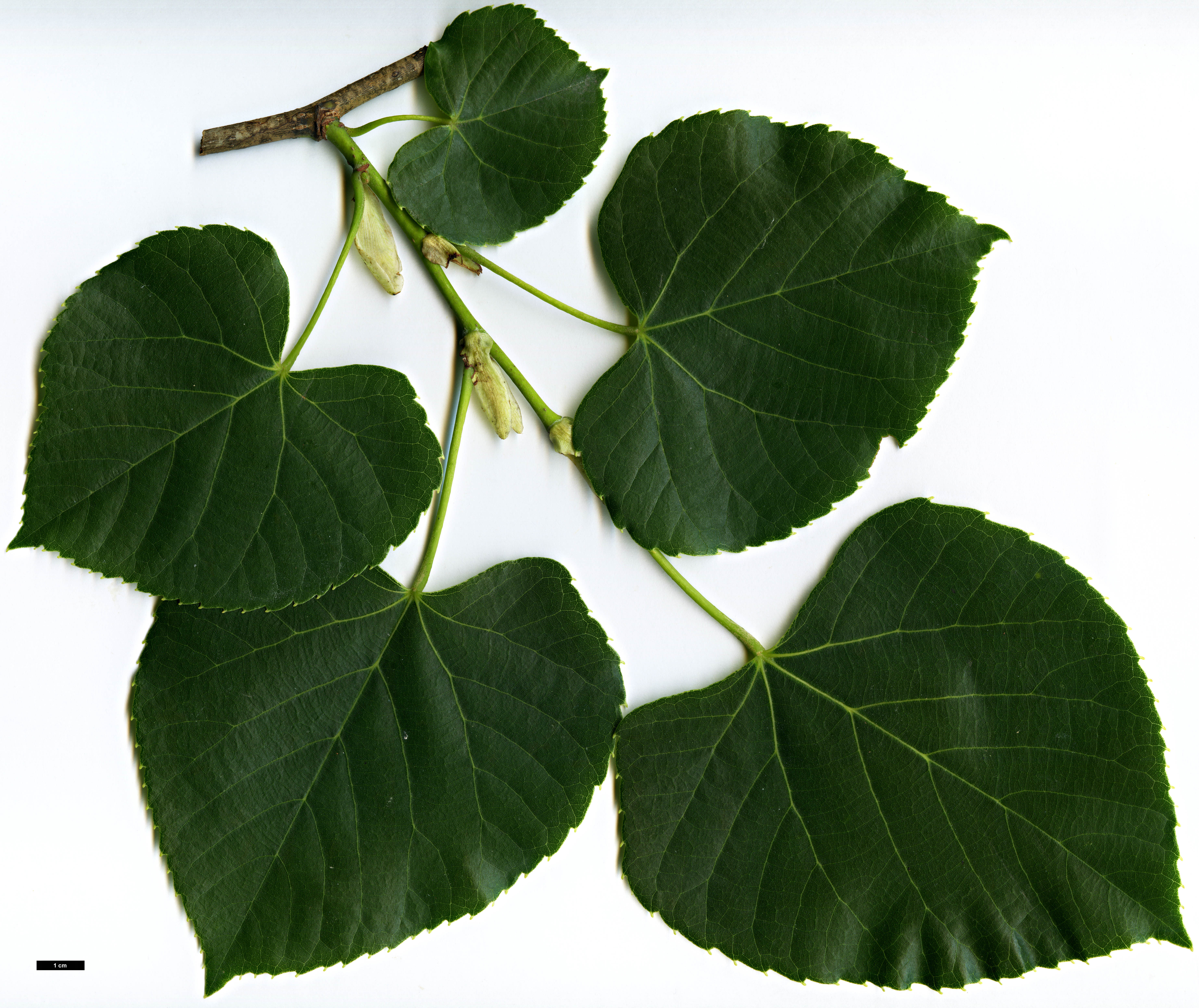 High resolution image: Family: Malvaceae - Genus: Tilia - Taxon: concinna