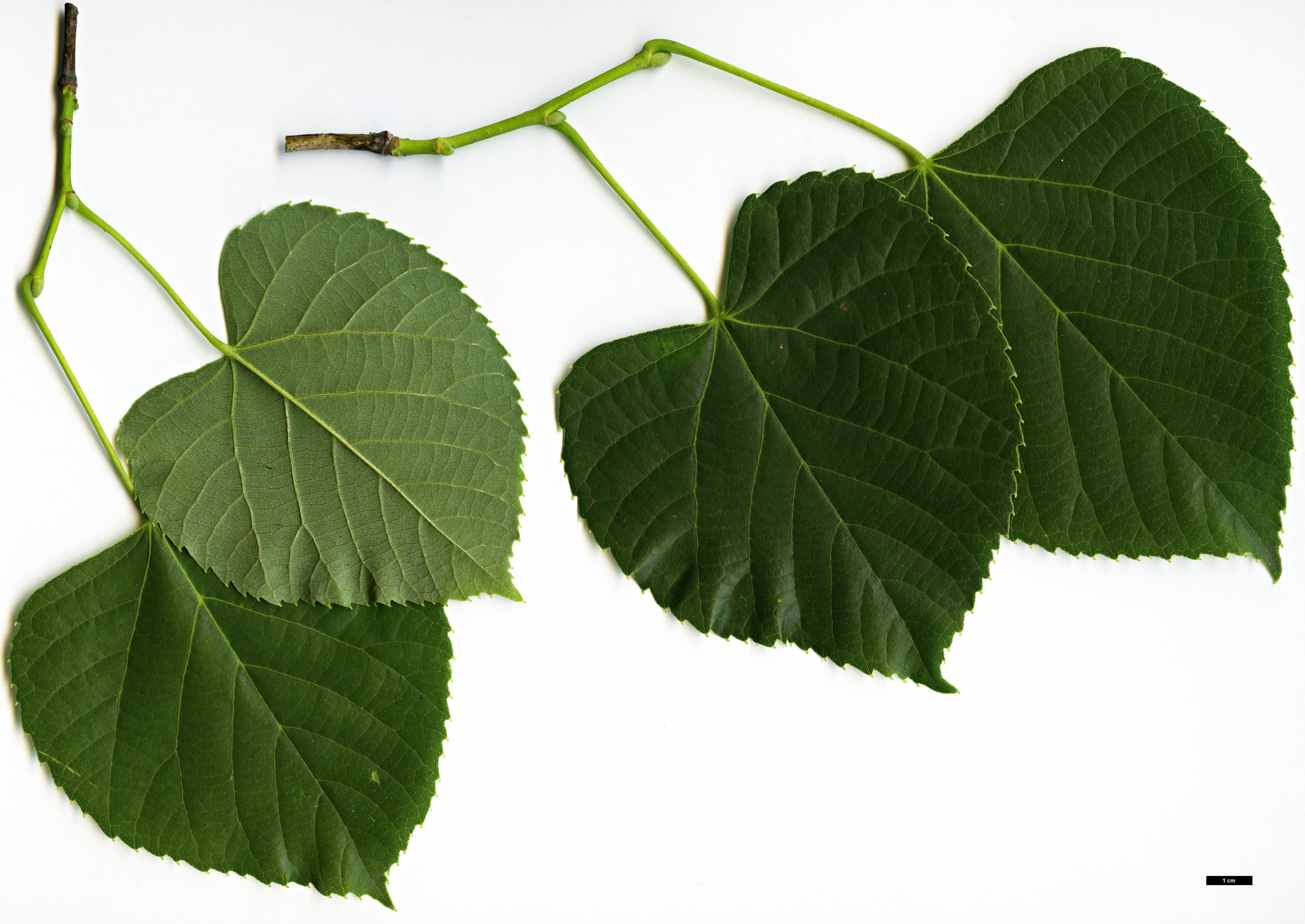 High resolution image: Family: Malvaceae - Genus: Tilia - Taxon: concinna