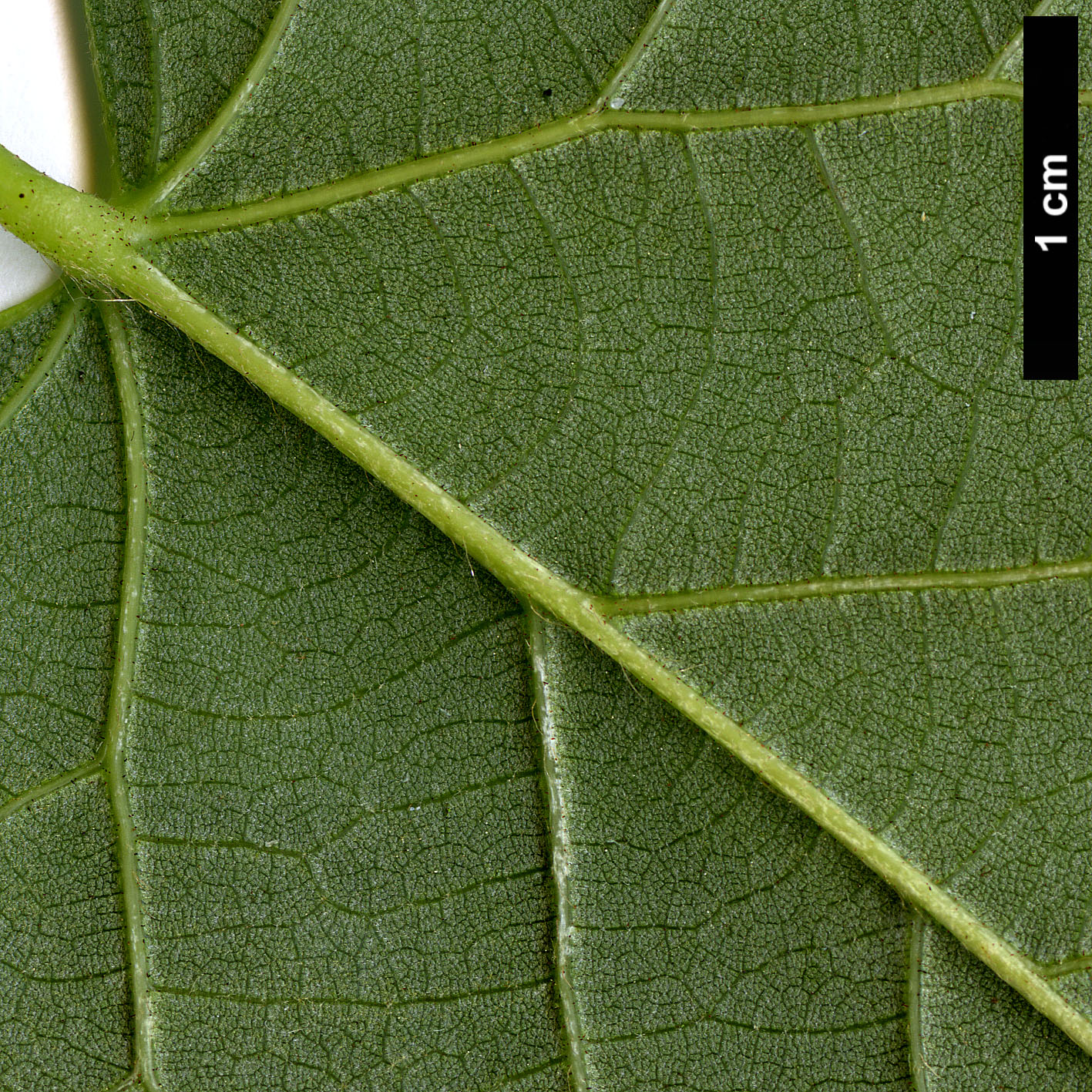 High resolution image: Family: Malvaceae - Genus: Tilia - Taxon: concinna