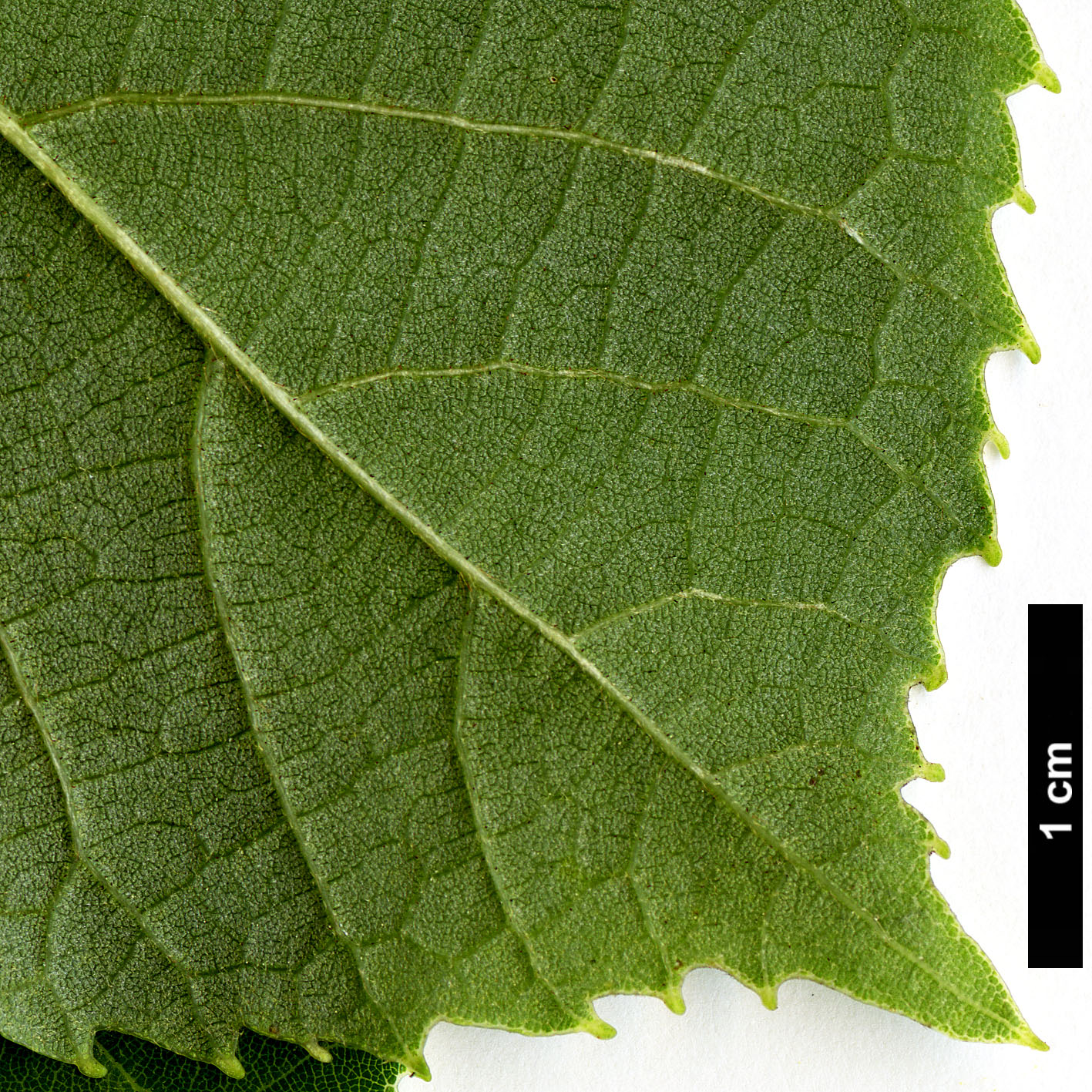 High resolution image: Family: Malvaceae - Genus: Tilia - Taxon: concinna