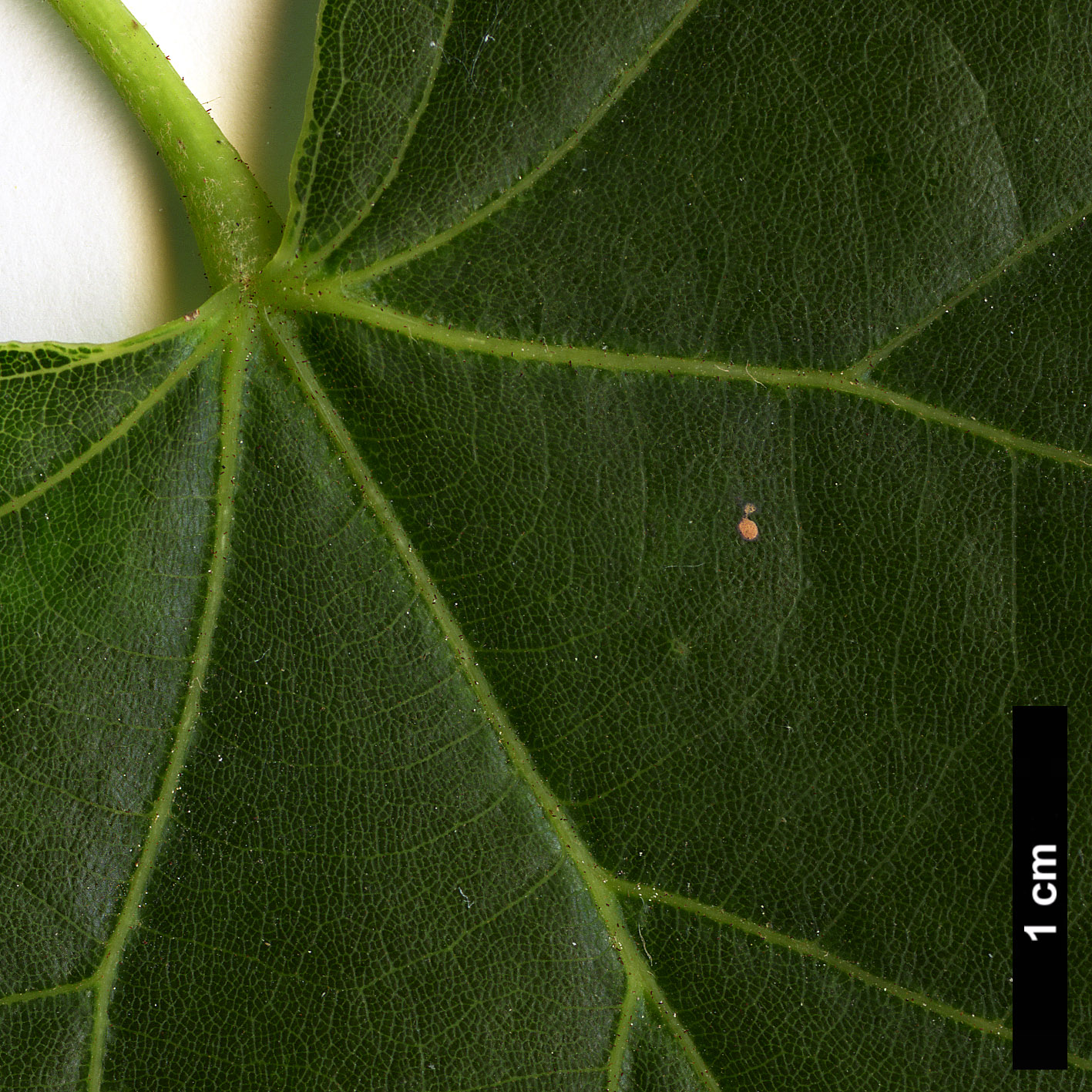 High resolution image: Family: Malvaceae - Genus: Tilia - Taxon: concinna