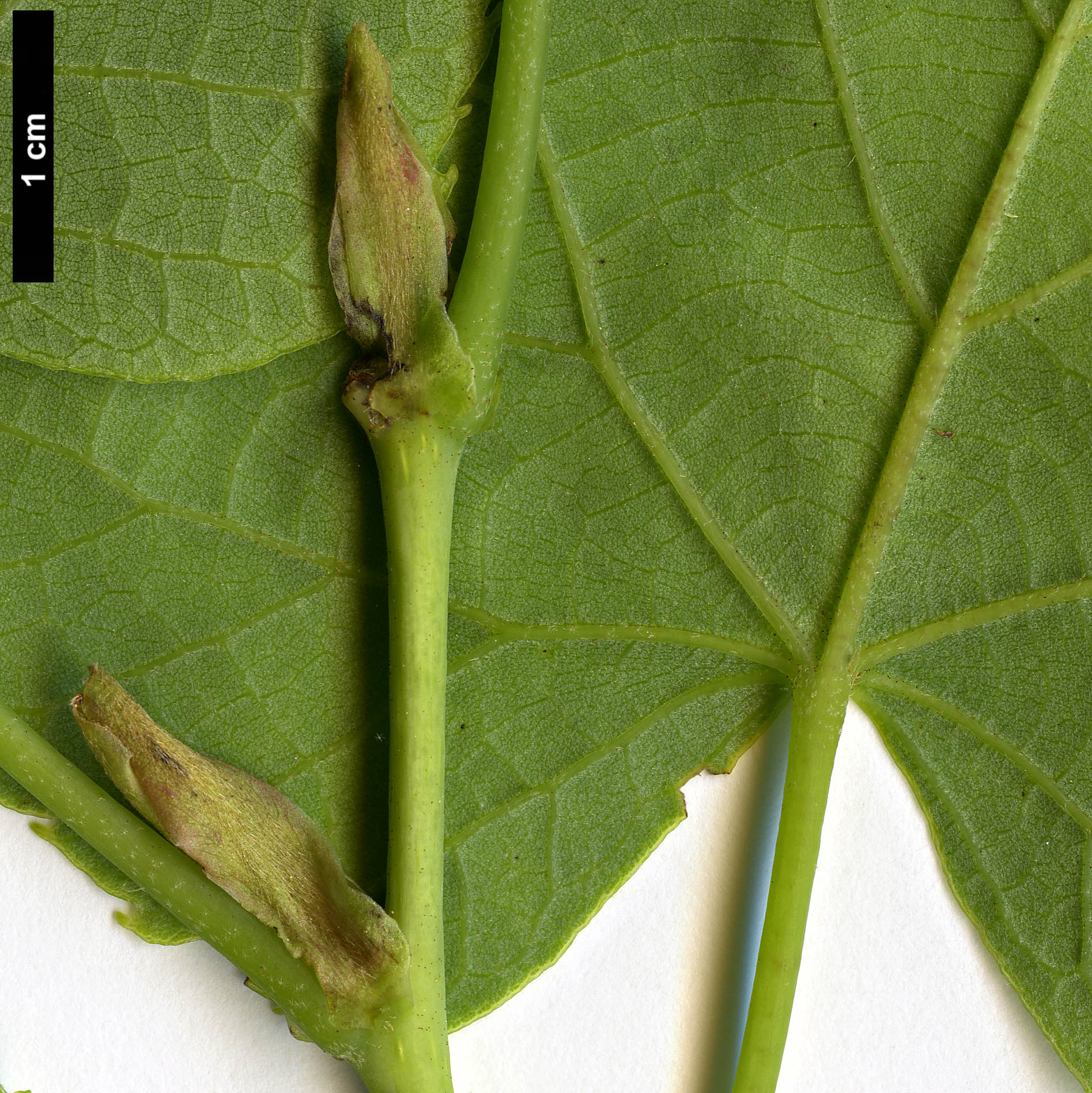 High resolution image: Family: Malvaceae - Genus: Tilia - Taxon: concinna