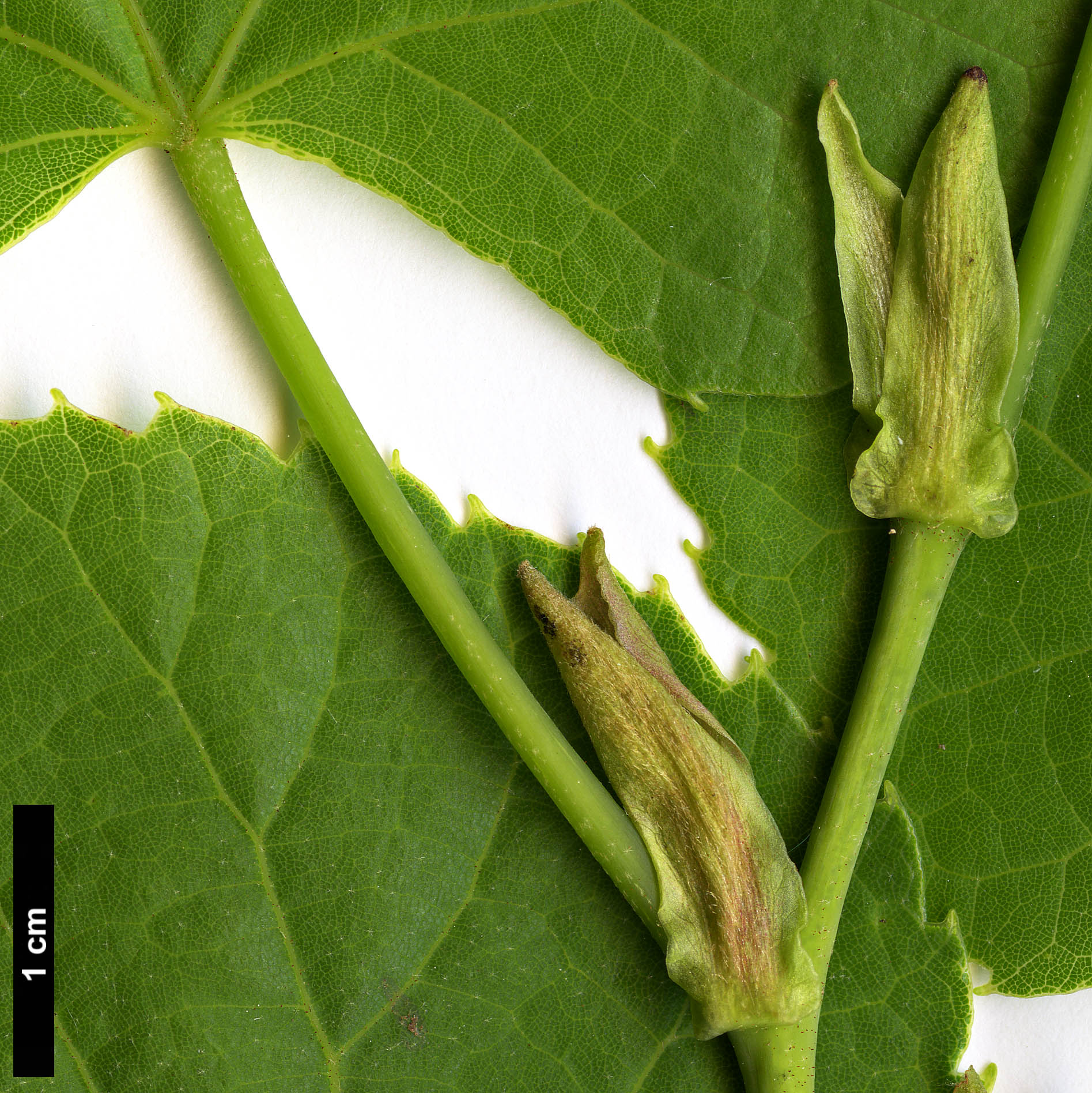 High resolution image: Family: Malvaceae - Genus: Tilia - Taxon: concinna