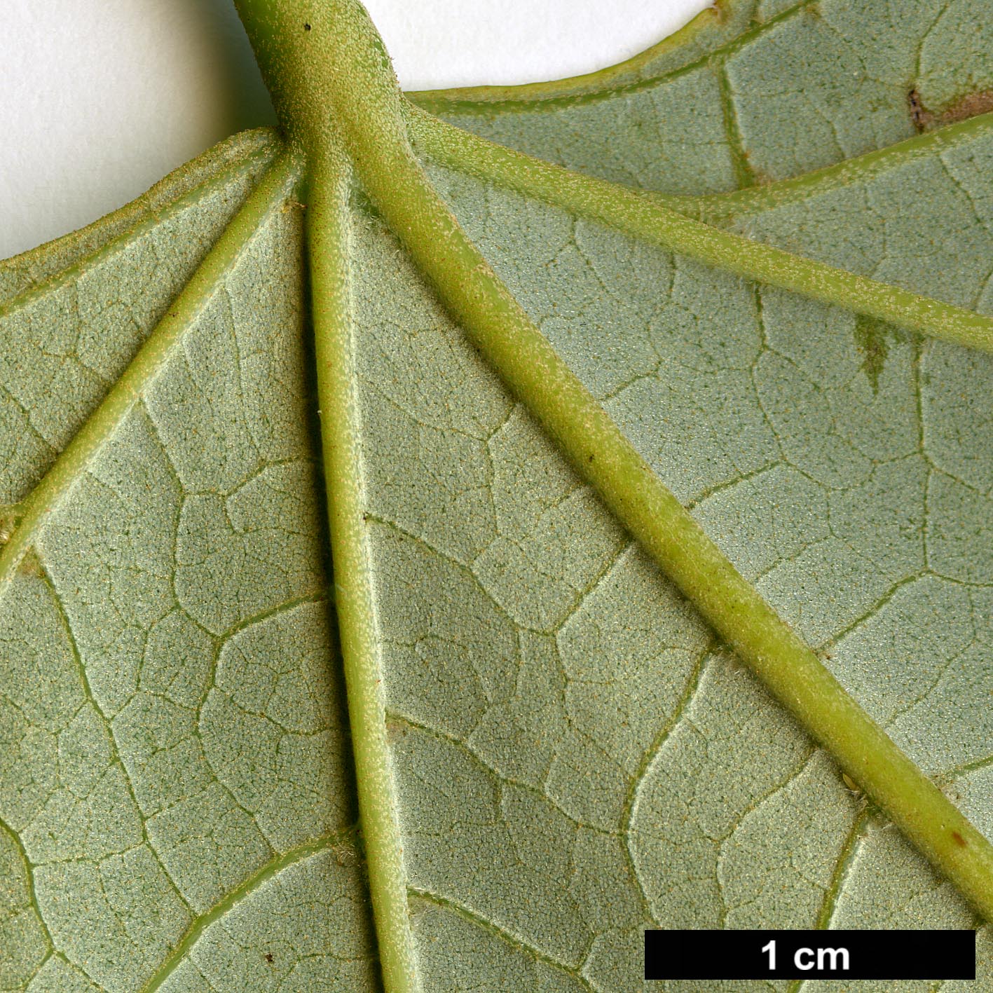 High resolution image: Family: Malvaceae - Genus: Tilia - Taxon: endochrysea