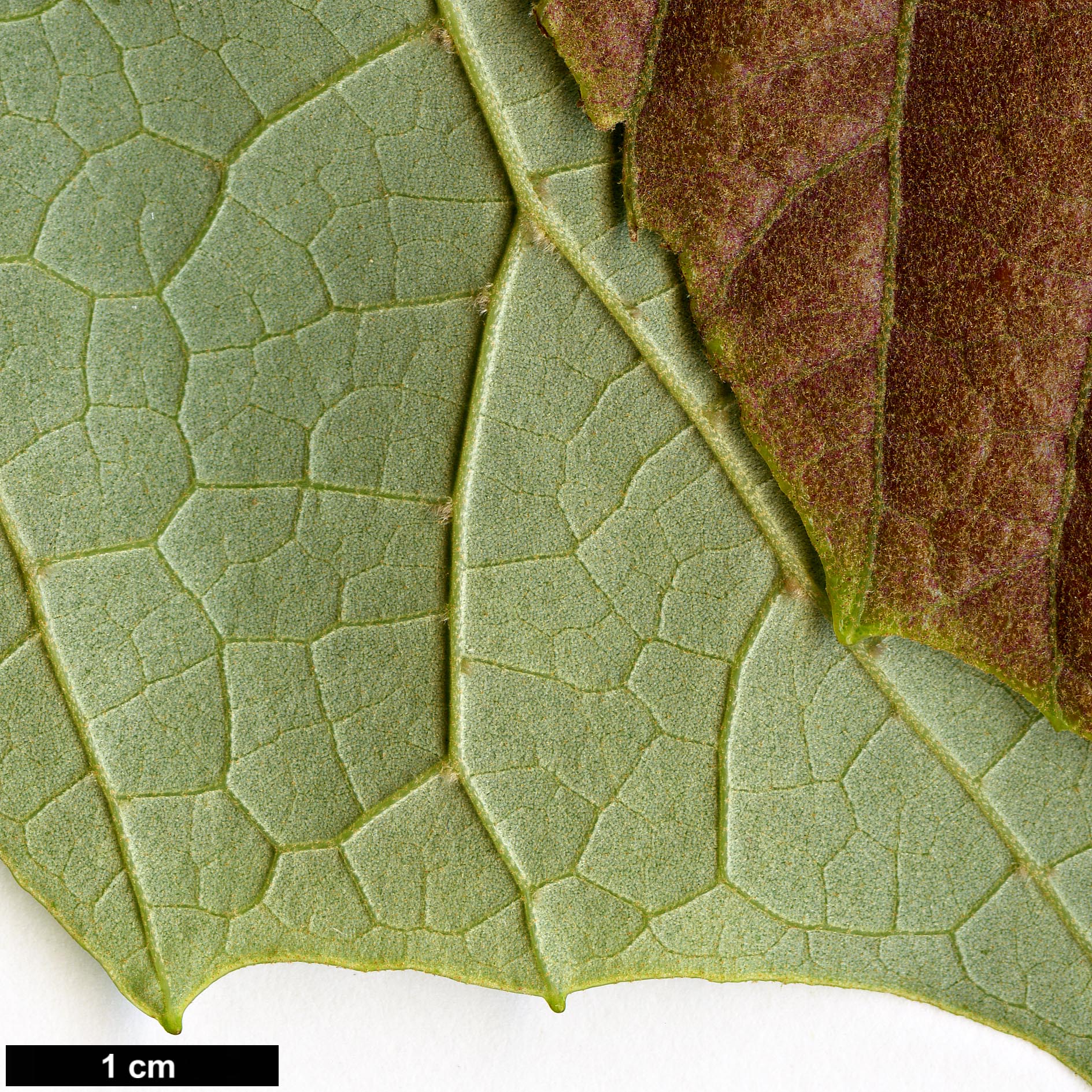 High resolution image: Family: Malvaceae - Genus: Tilia - Taxon: endochrysea