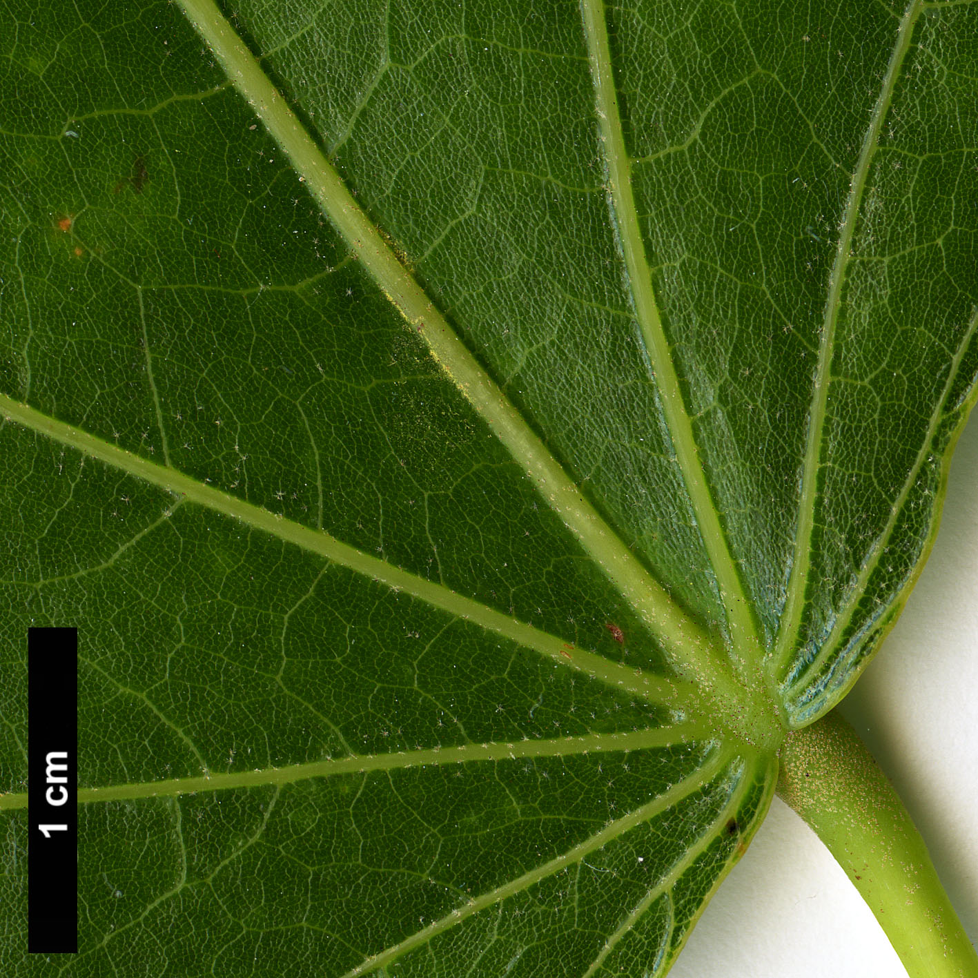 High resolution image: Family: Malvaceae - Genus: Tilia - Taxon: endochrysea