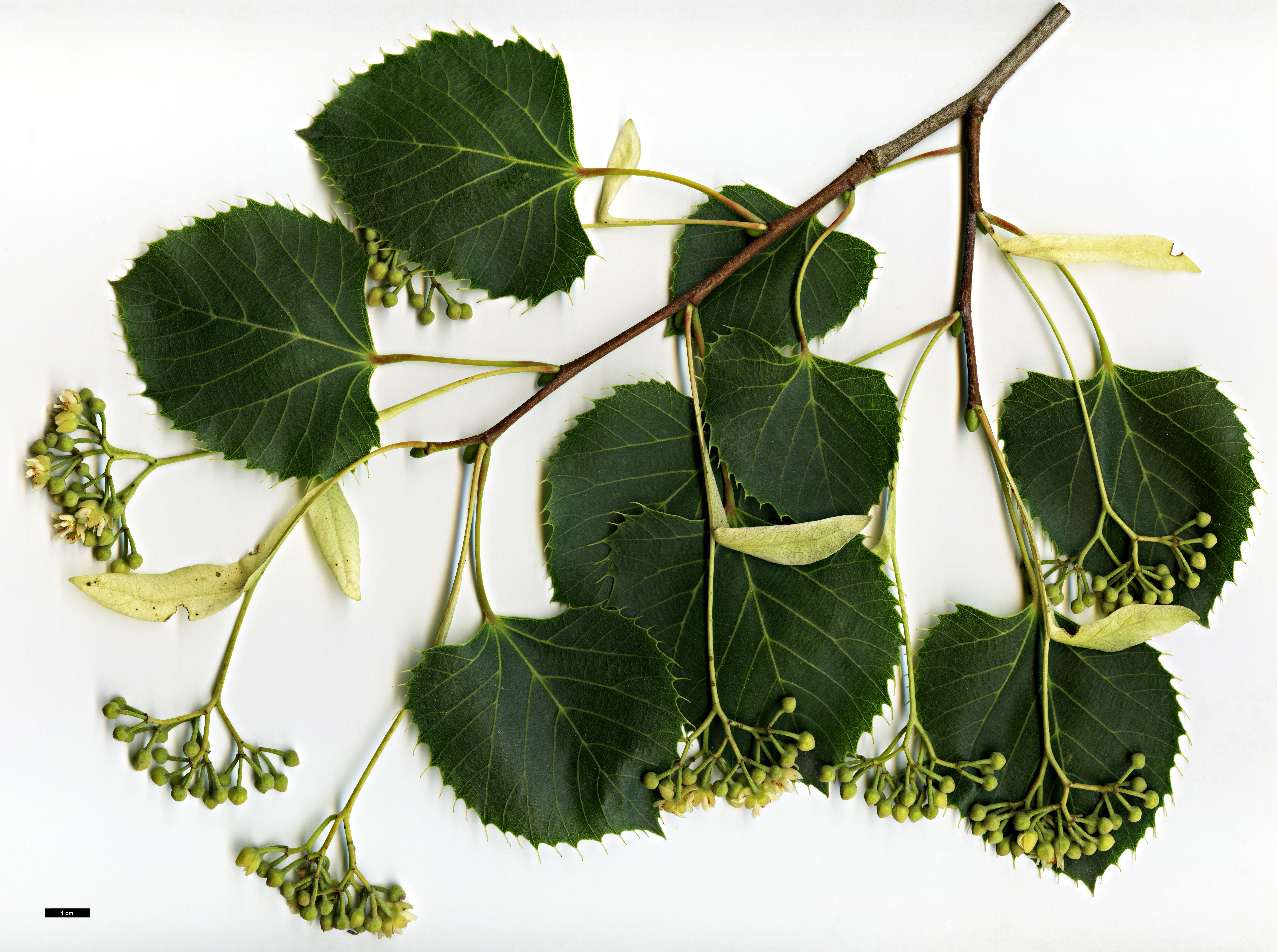 High resolution image: Family: Malvaceae - Genus: Tilia - Taxon: henryana