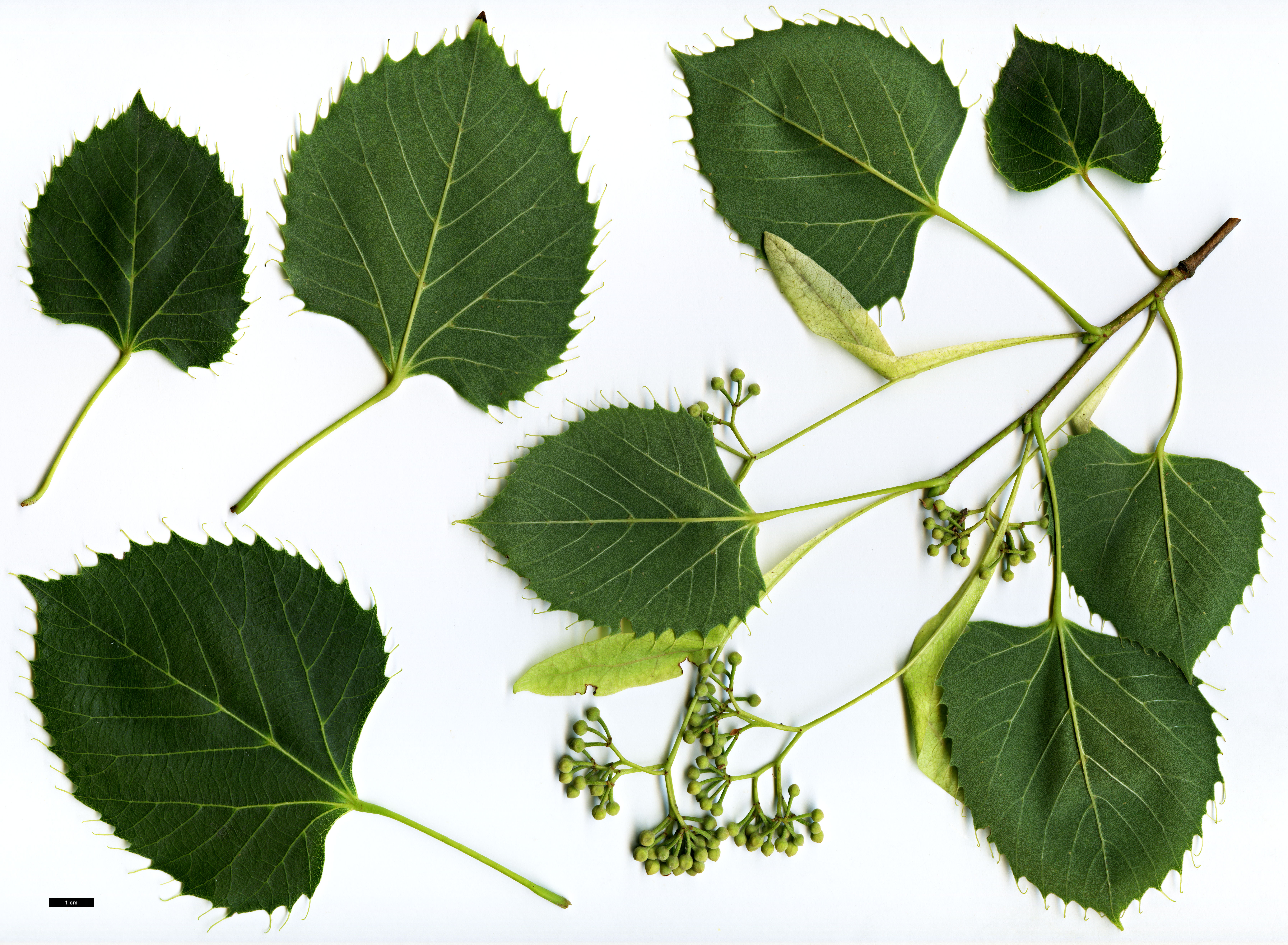 High resolution image: Family: Malvaceae - Genus: Tilia - Taxon: henryana