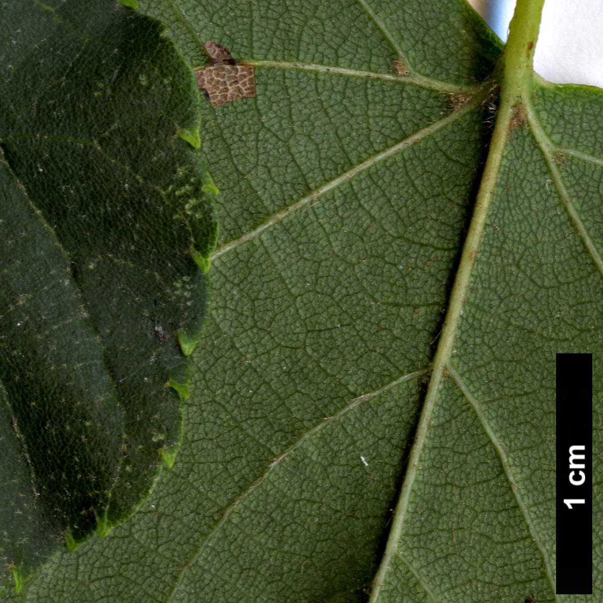 High resolution image: Family: Malvaceae - Genus: Tilia - Taxon: japonica