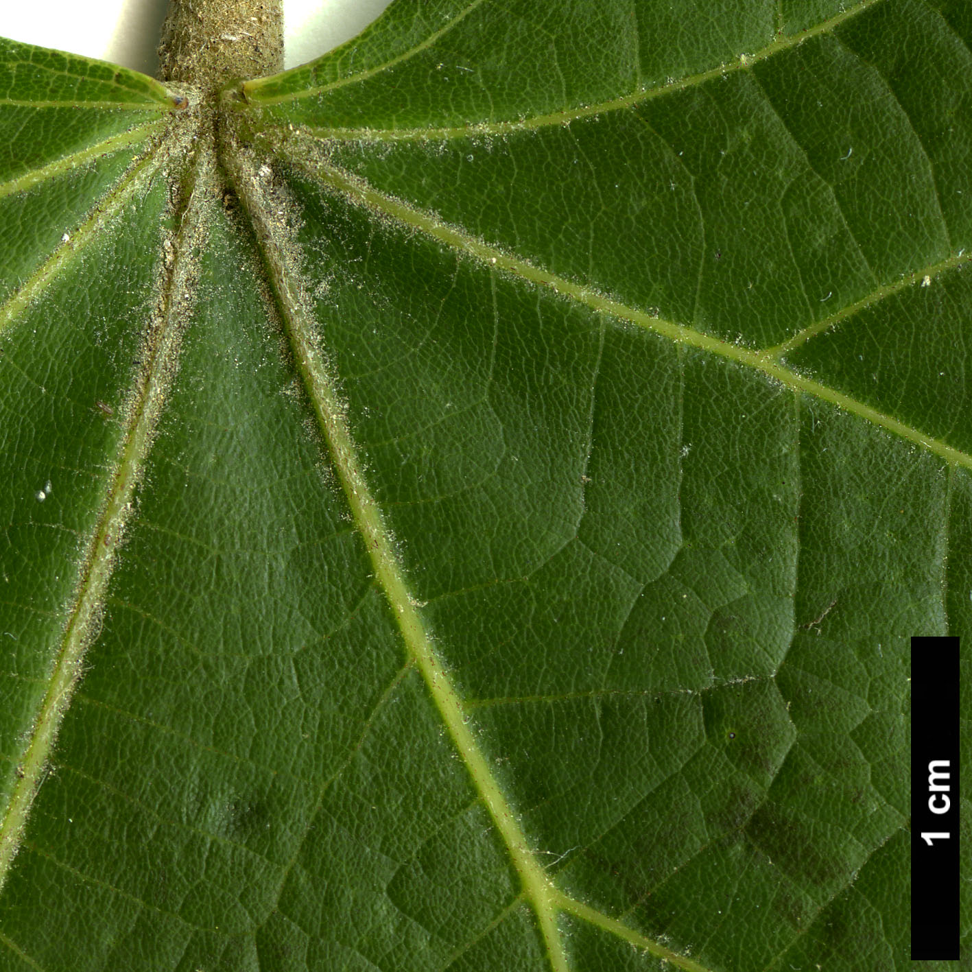 High resolution image: Family: Malvaceae - Genus: Tilia - Taxon: mandshurica