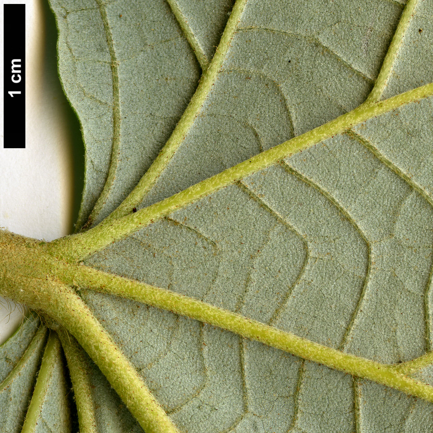 High resolution image: Family: Malvaceae - Genus: Tilia - Taxon: mandshurica