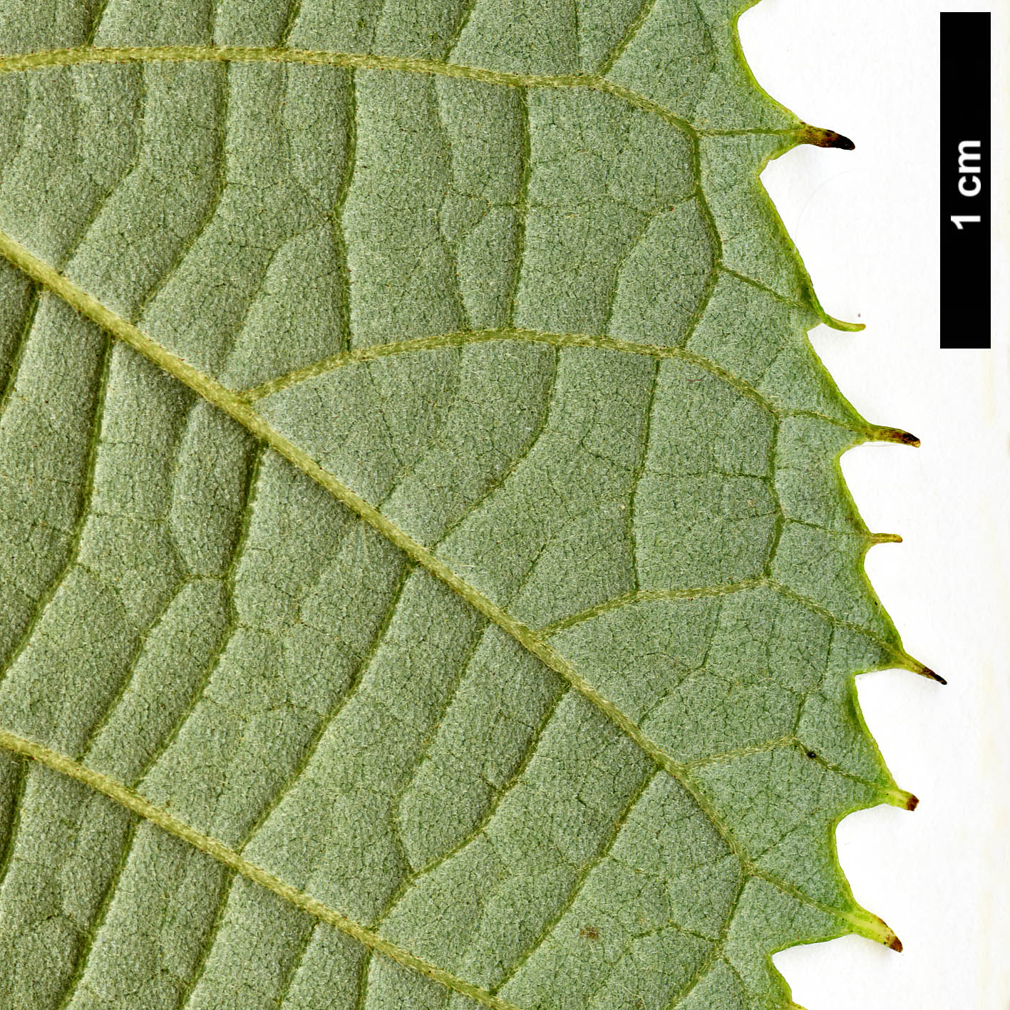 High resolution image: Family: Malvaceae - Genus: Tilia - Taxon: mandshurica