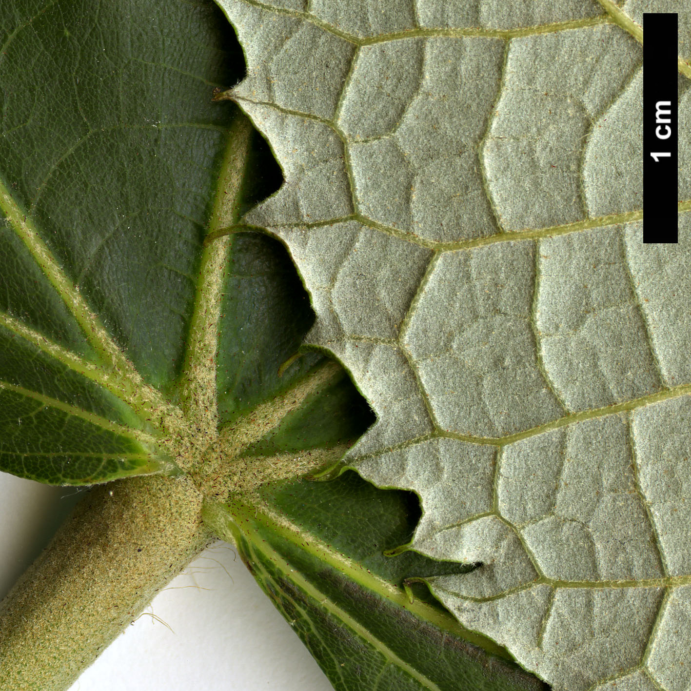 High resolution image: Family: Malvaceae - Genus: Tilia - Taxon: mandshurica