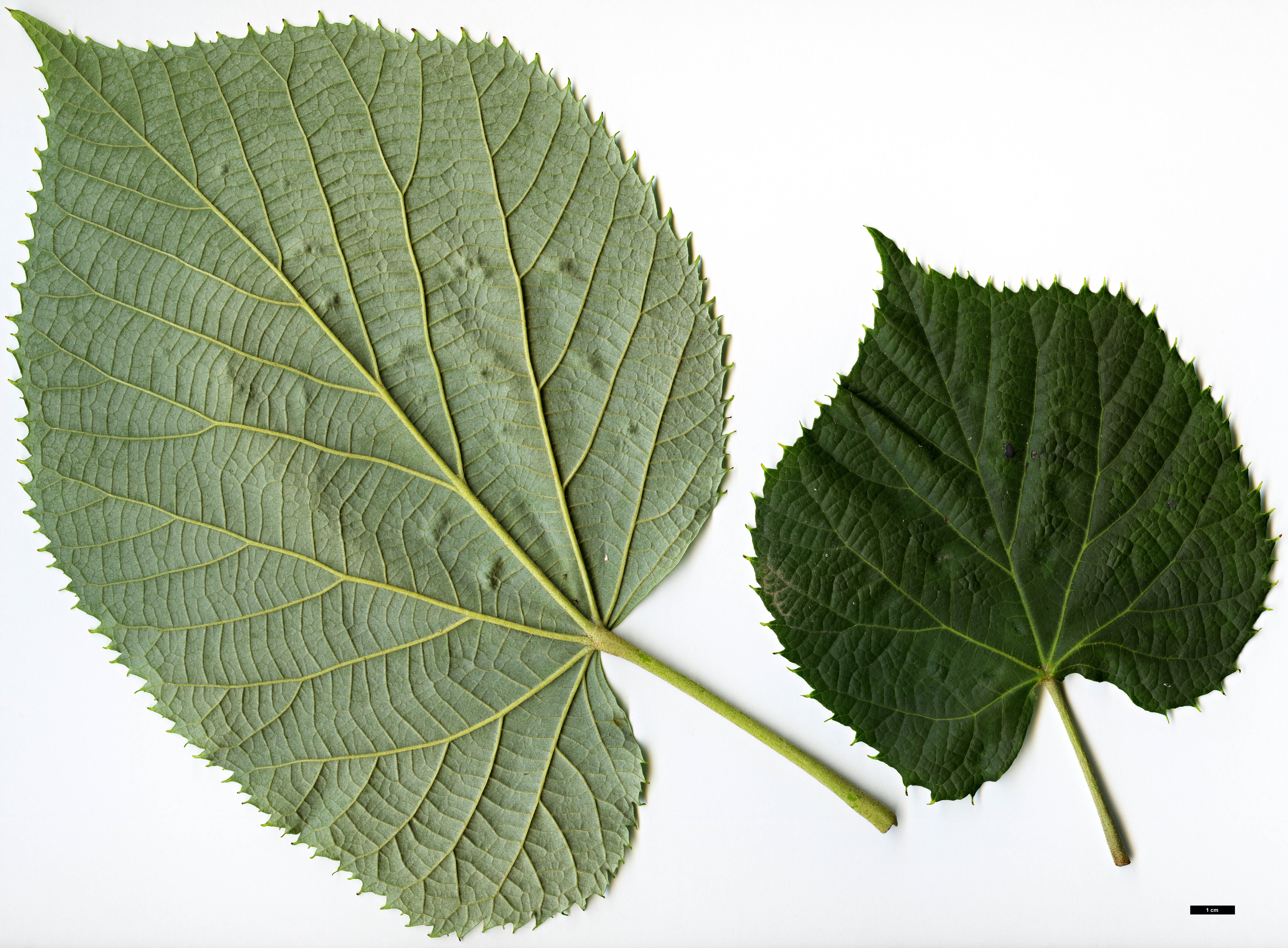 High resolution image: Family: Malvaceae - Genus: Tilia - Taxon: mandshurica