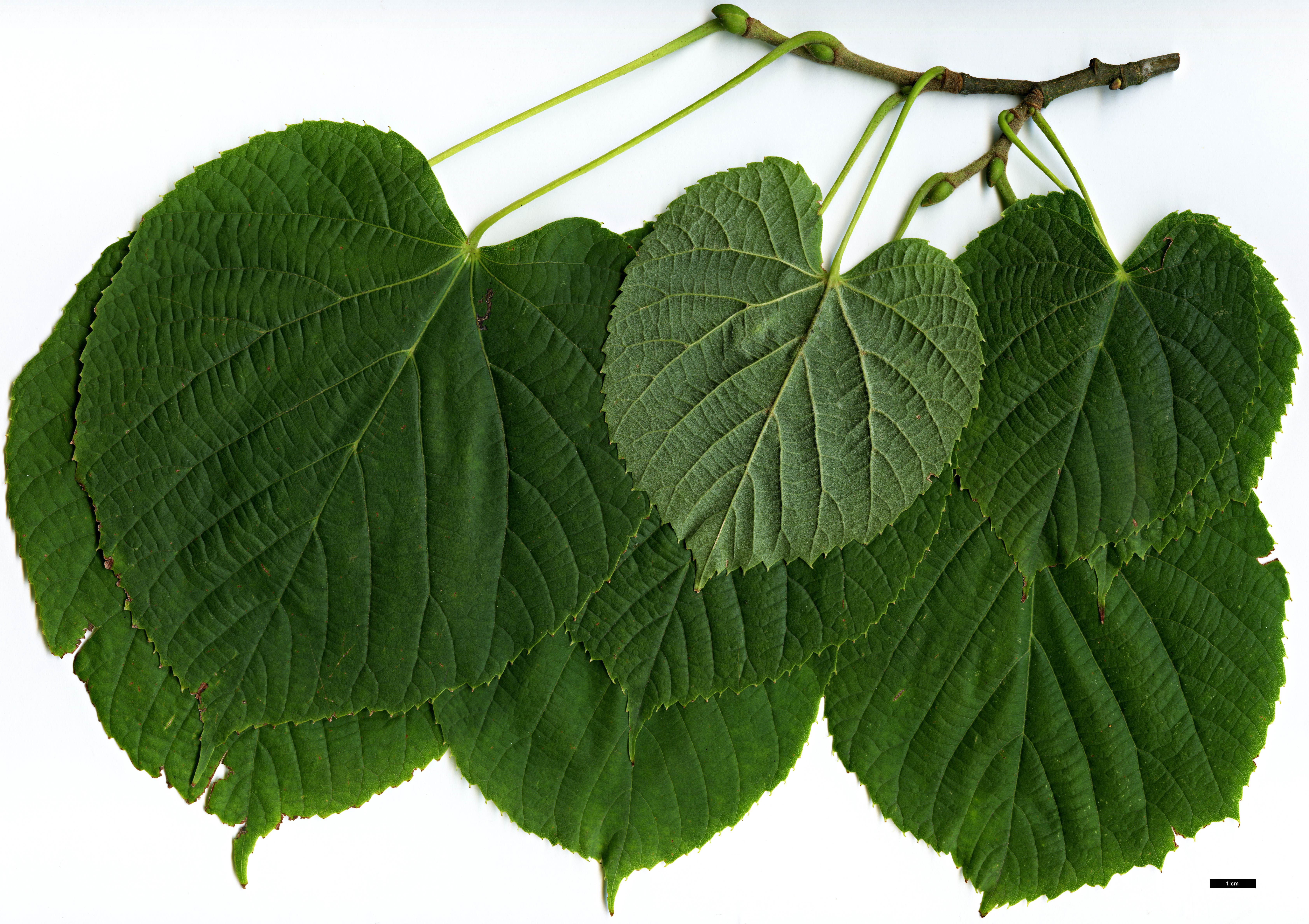 High resolution image: Family: Malvaceae - Genus: Tilia - Taxon: maximowicziana