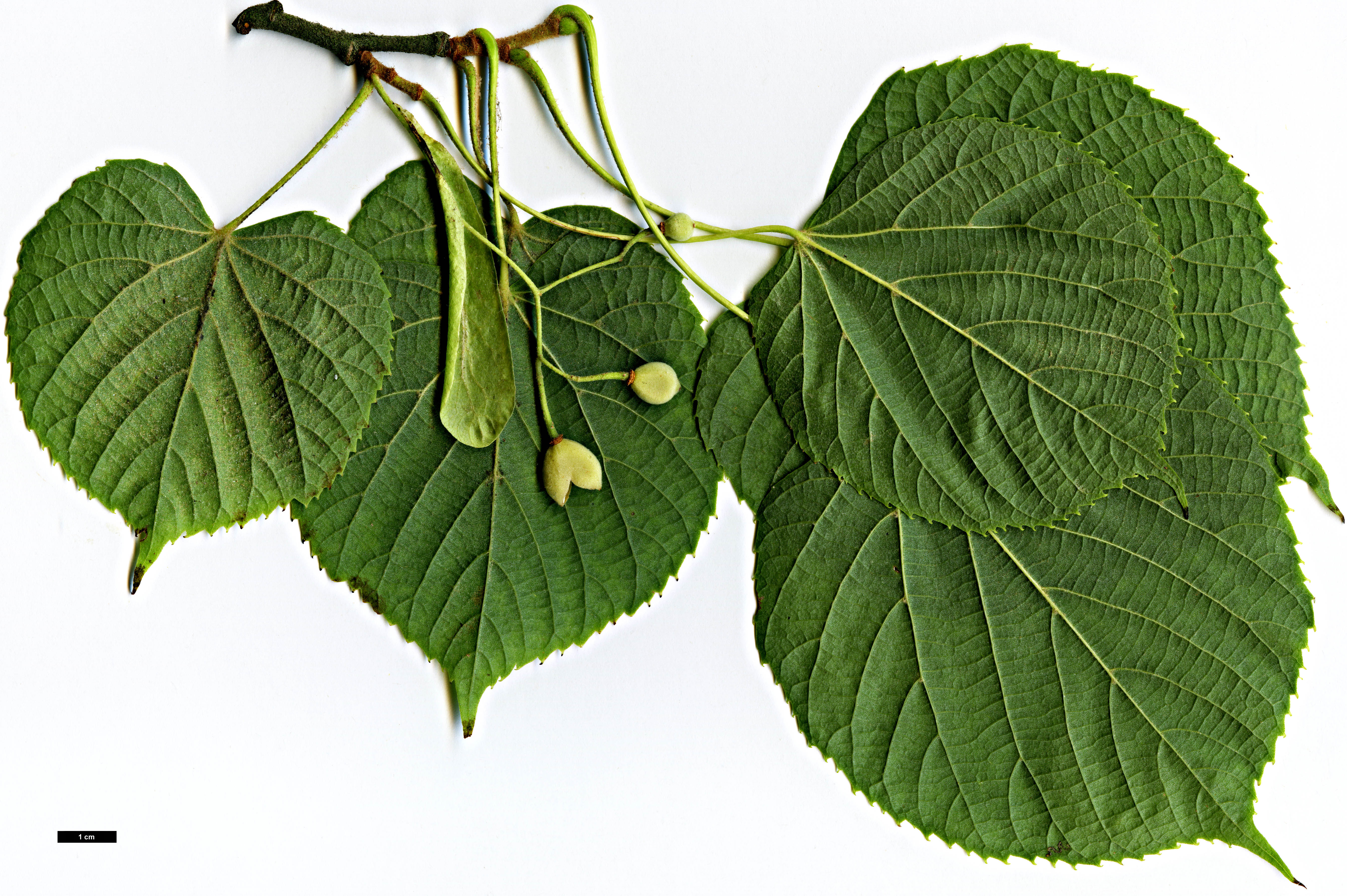 High resolution image: Family: Malvaceae - Genus: Tilia - Taxon: maximowicziana