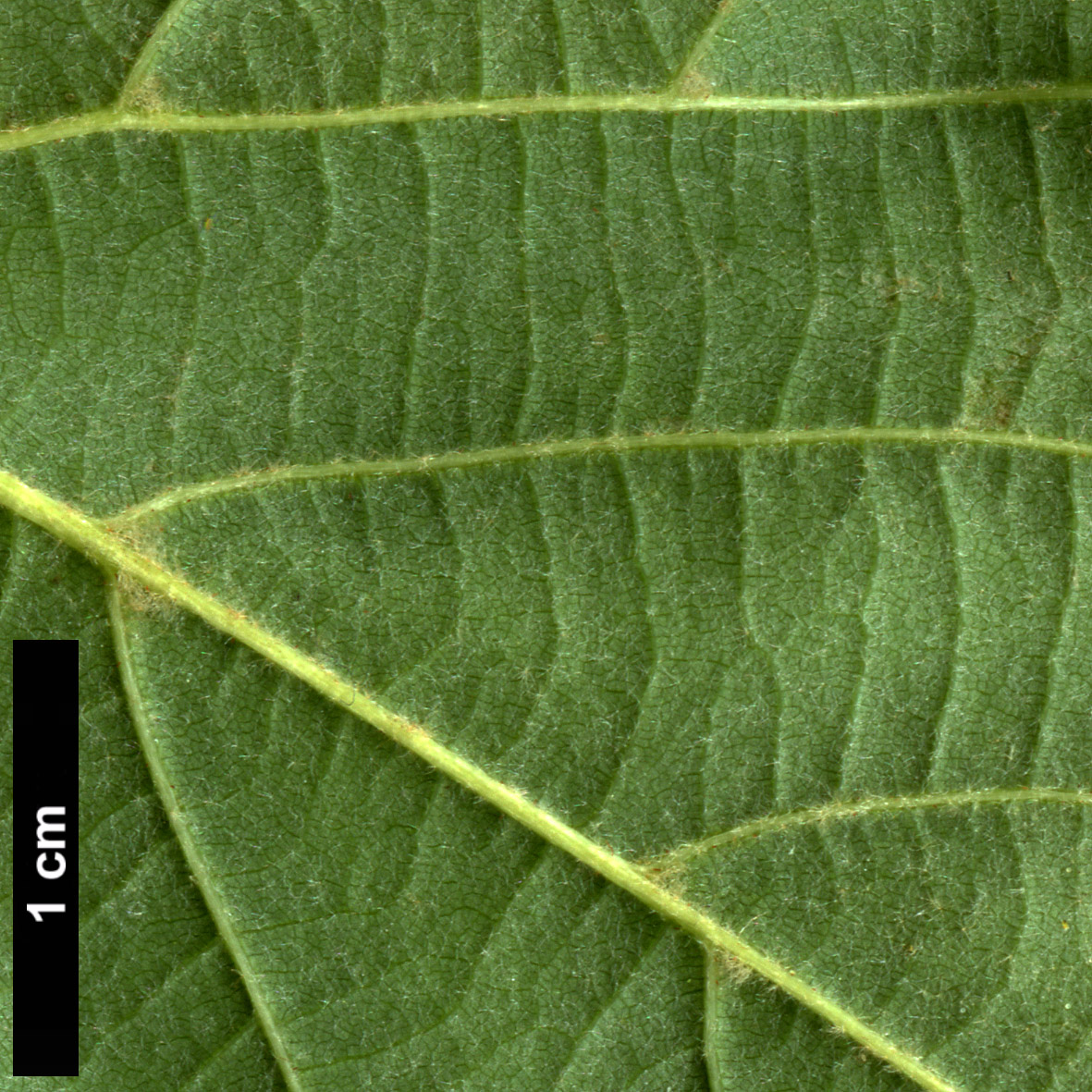 High resolution image: Family: Malvaceae - Genus: Tilia - Taxon: maximowicziana