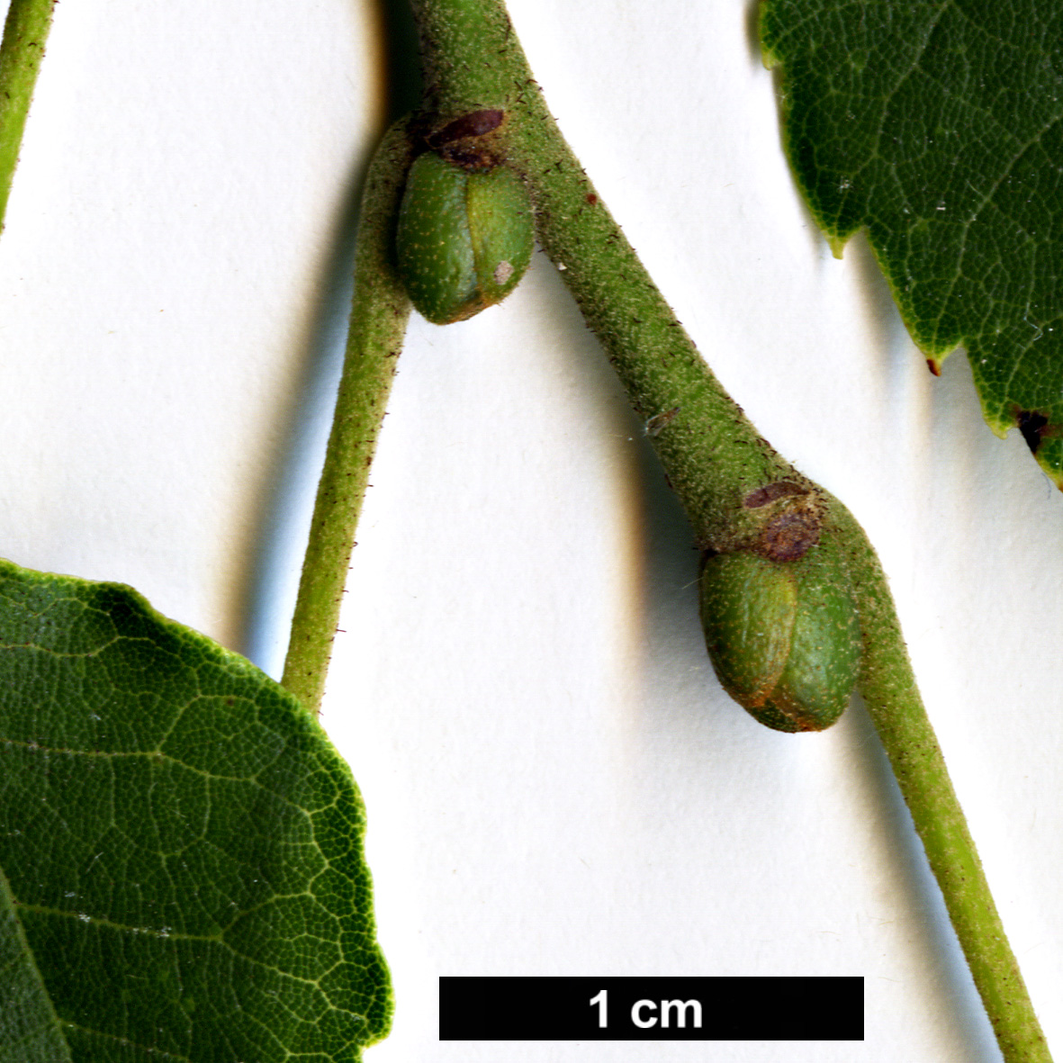 High resolution image: Family: Malvaceae - Genus: Tilia - Taxon: miqueliana