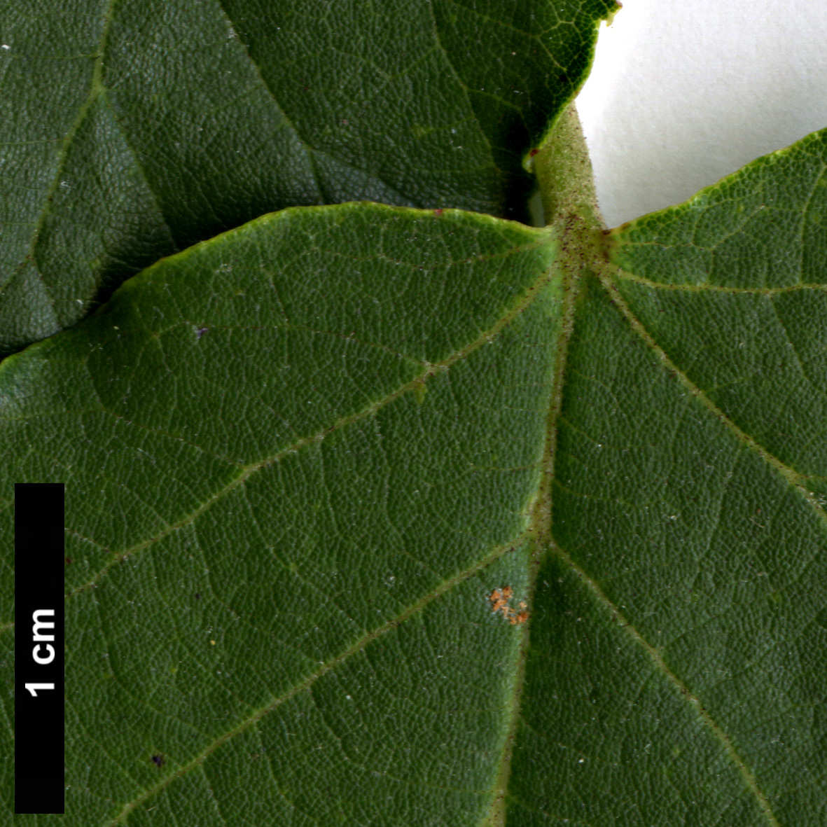 High resolution image: Family: Malvaceae - Genus: Tilia - Taxon: miqueliana