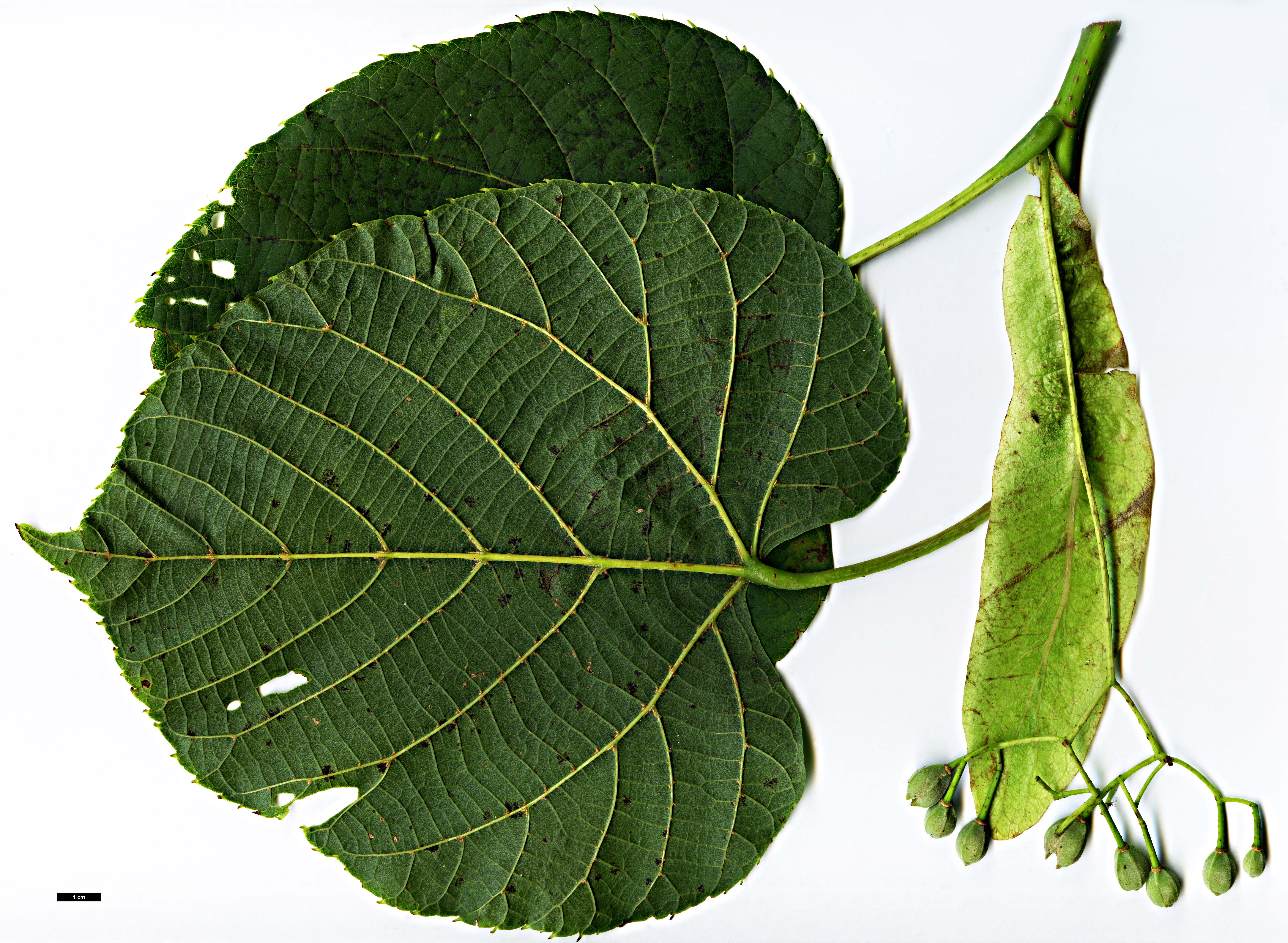 High resolution image: Family: Malvaceae - Genus: Tilia - Taxon: nobilis