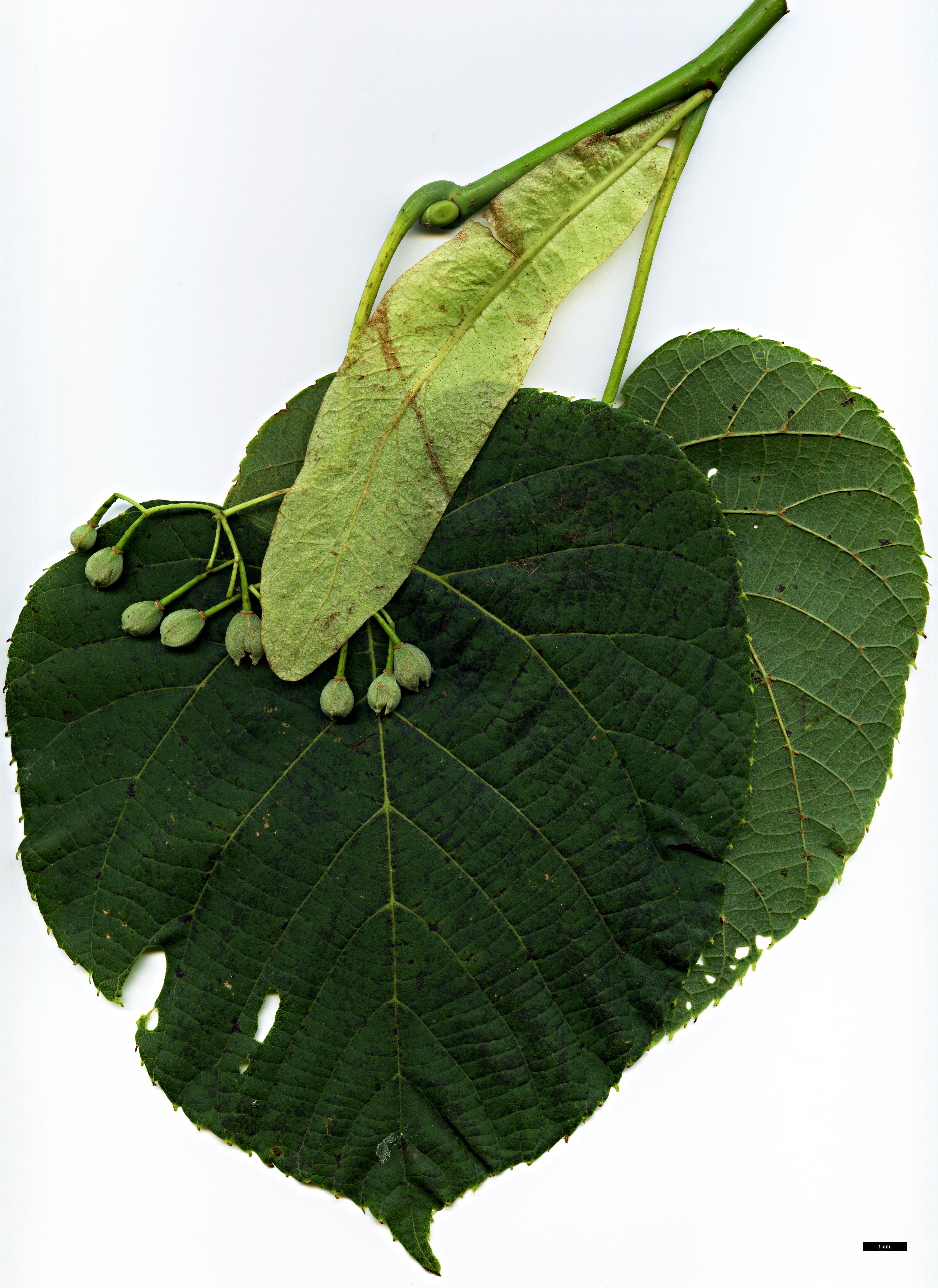 High resolution image: Family: Malvaceae - Genus: Tilia - Taxon: nobilis