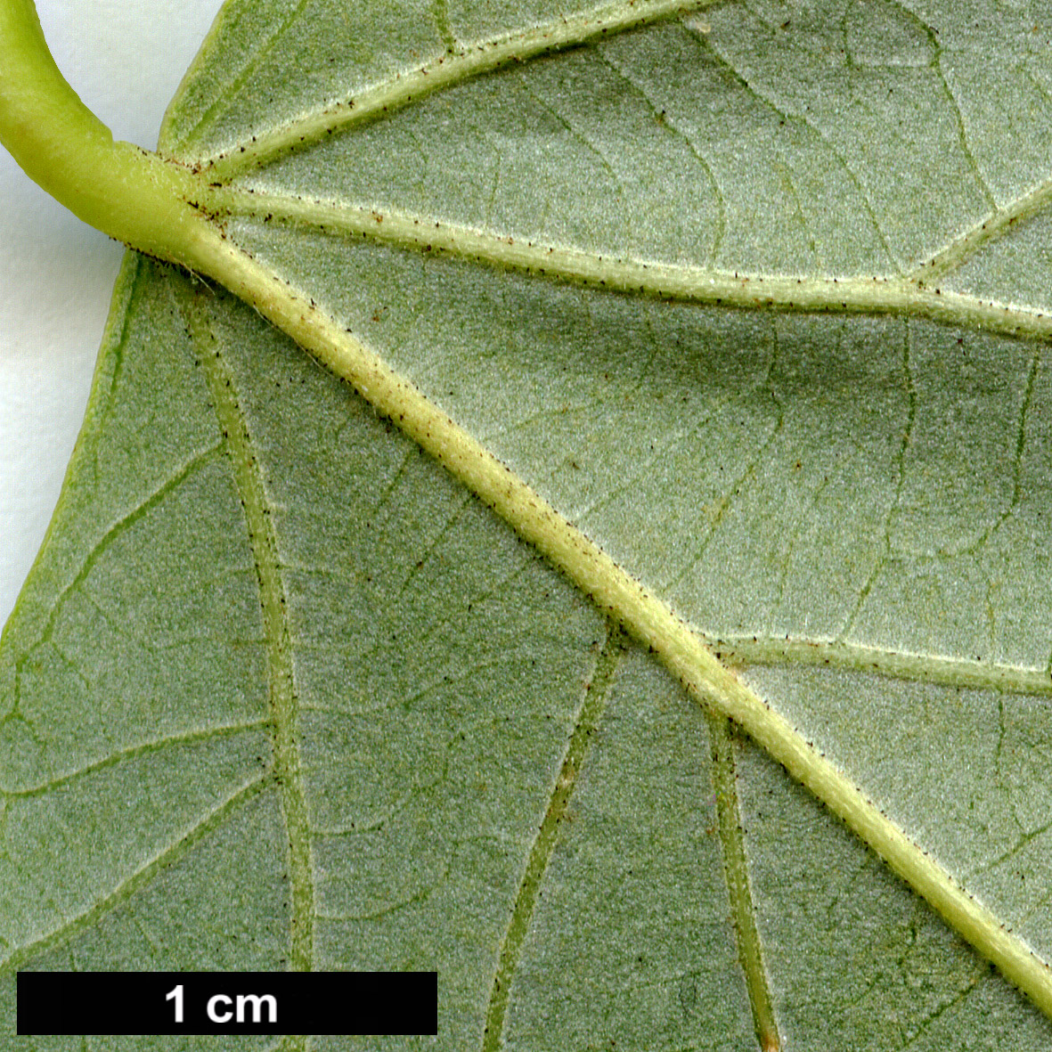 High resolution image: Family: Malvaceae - Genus: Tilia - Taxon: oliveri