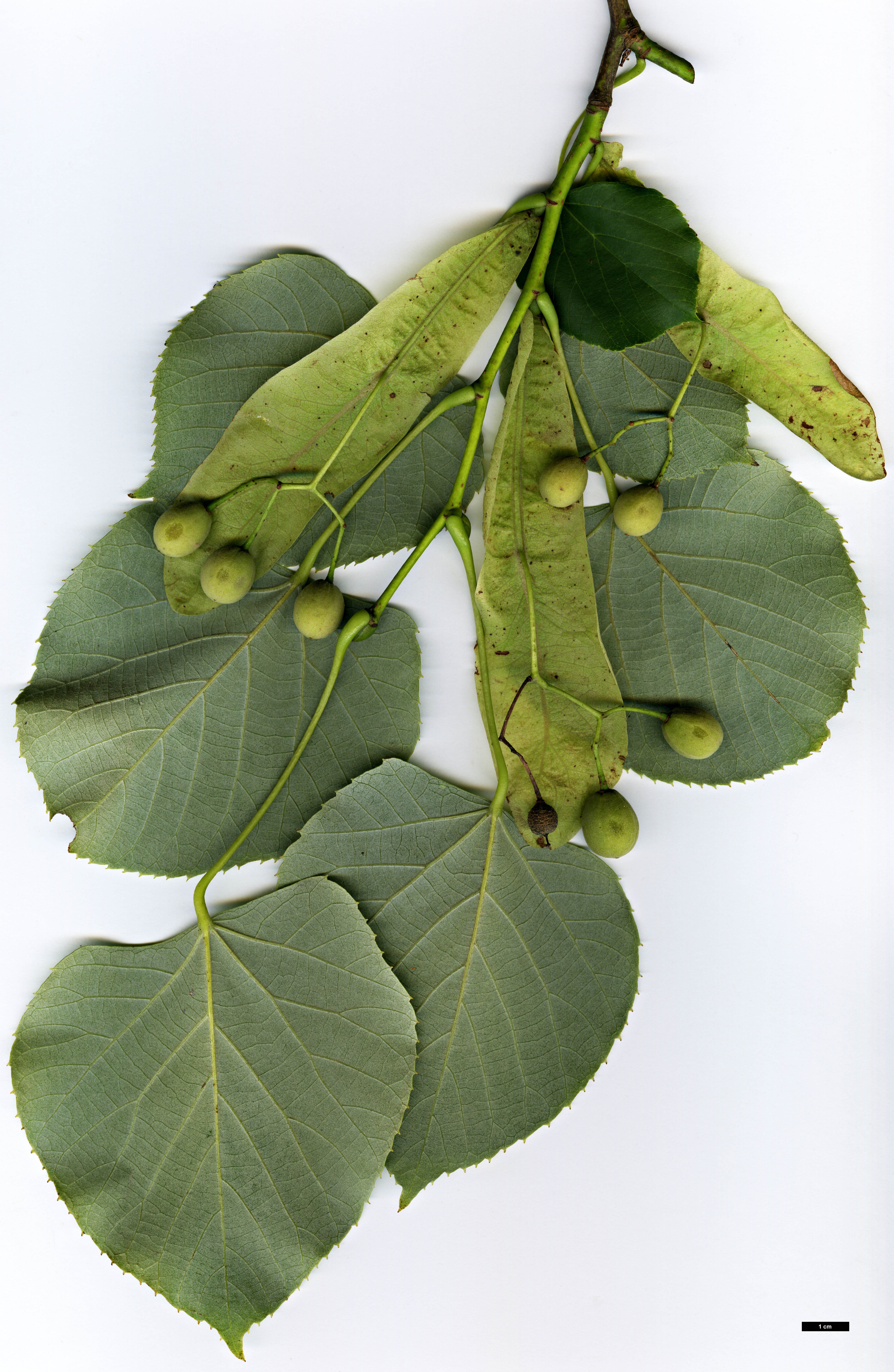 High resolution image: Family: Malvaceae - Genus: Tilia - Taxon: oliveri