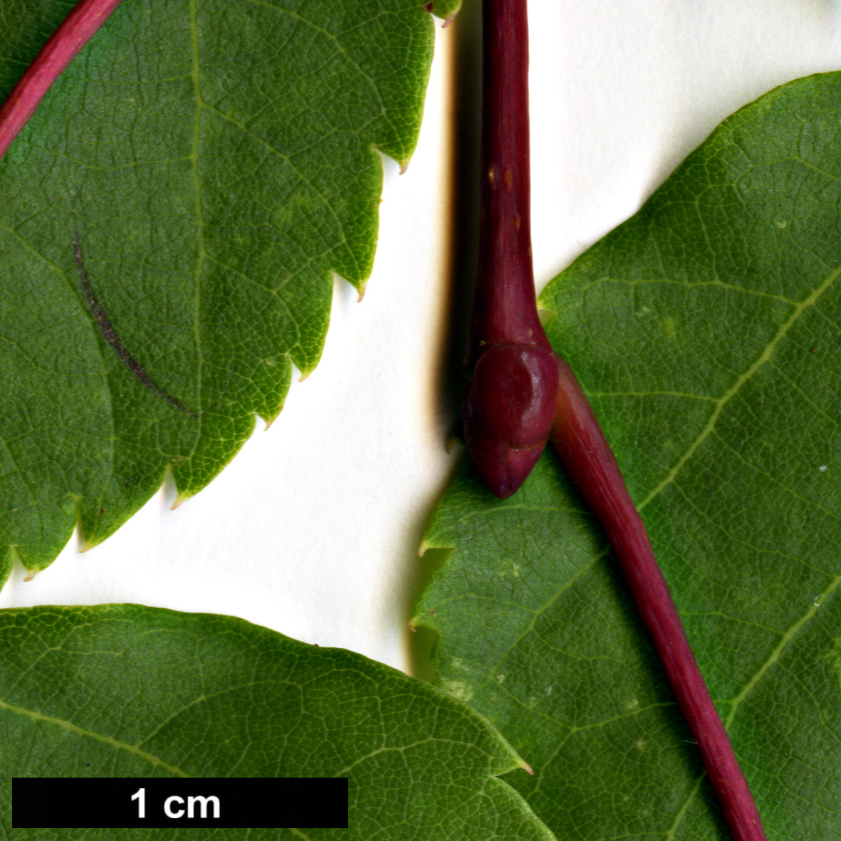 High resolution image: Family: Malvaceae - Genus: Tilia - Taxon: paucicostata