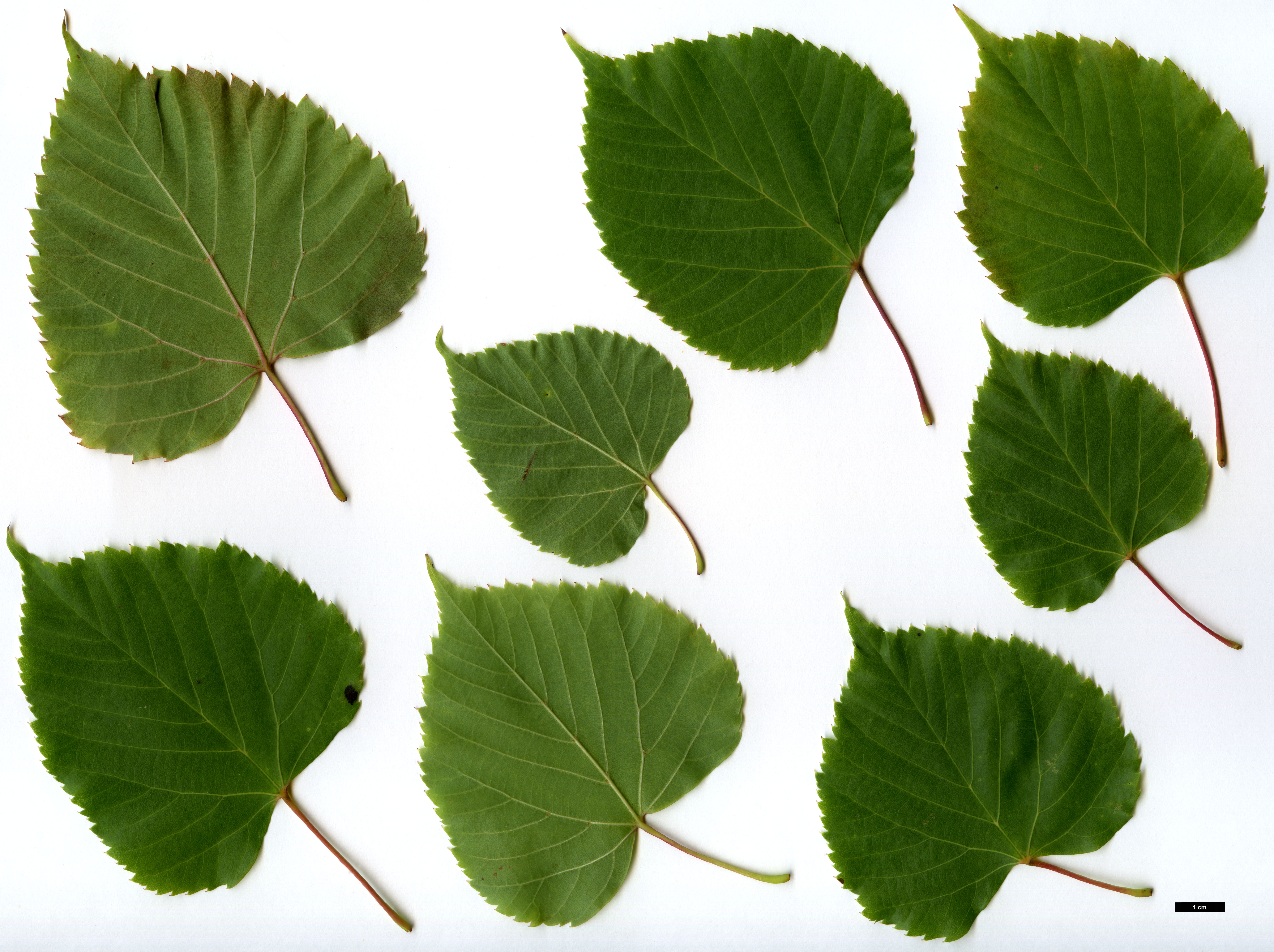 High resolution image: Family: Malvaceae - Genus: Tilia - Taxon: paucicostata