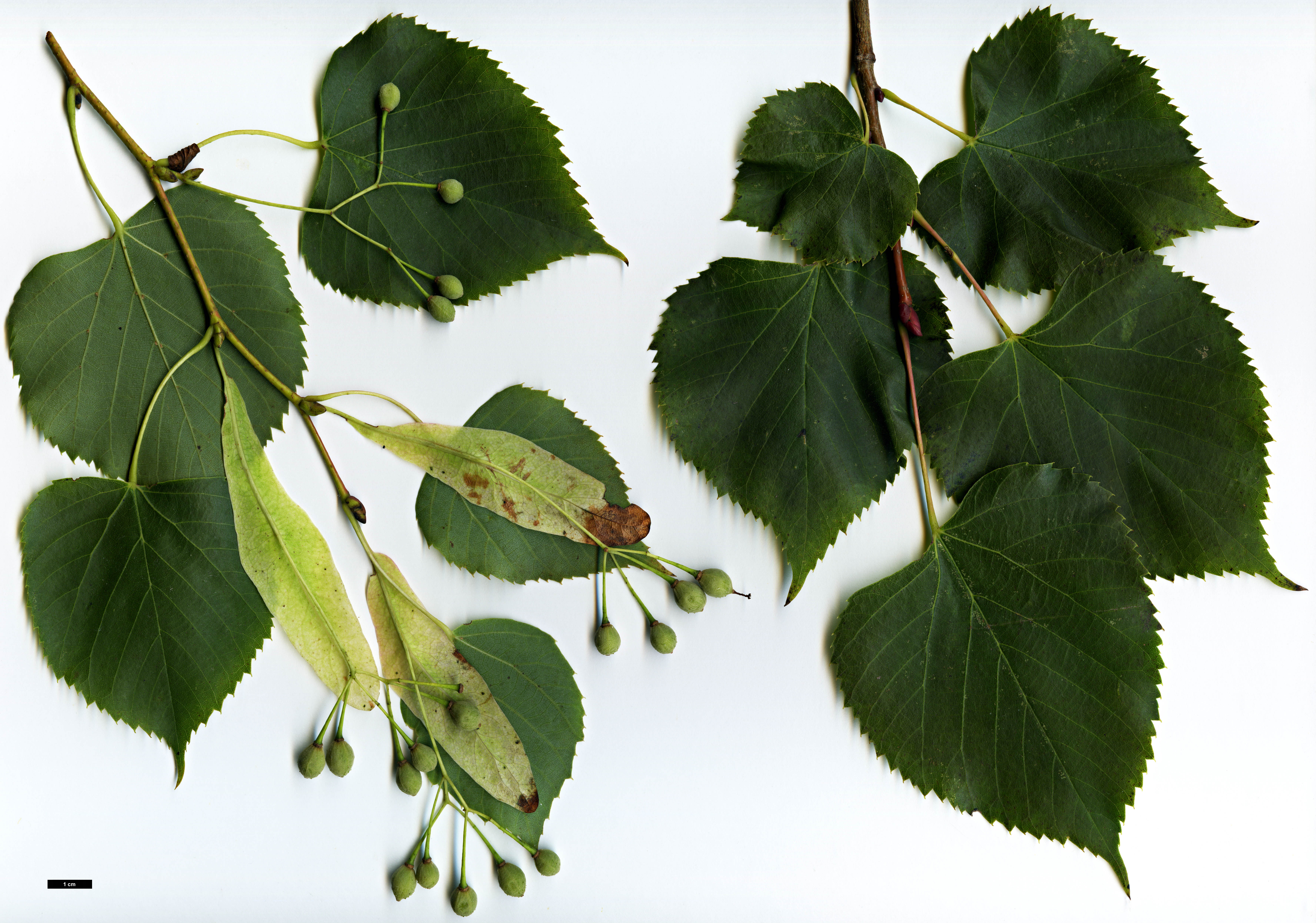 High resolution image: Family: Malvaceae - Genus: Tilia - Taxon: paucicostata