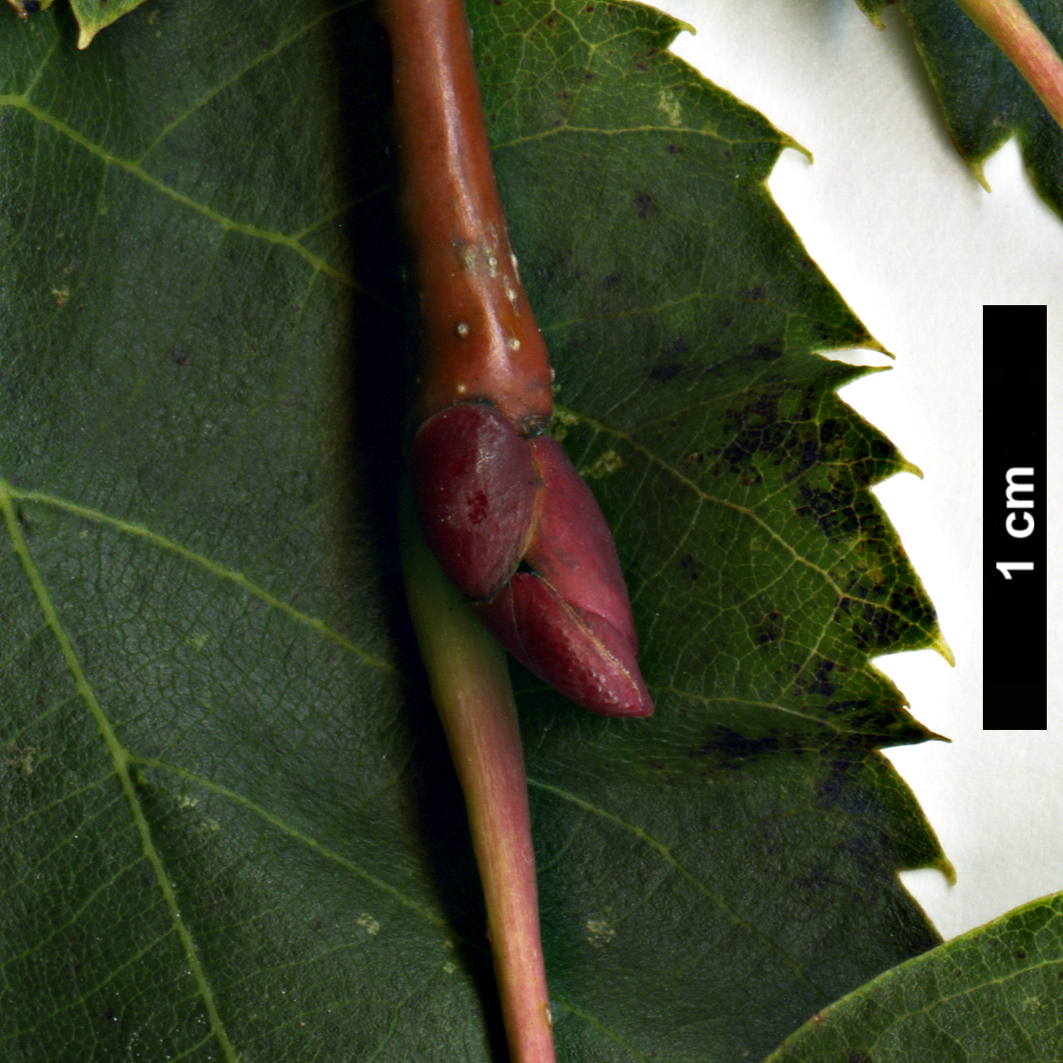 High resolution image: Family: Malvaceae - Genus: Tilia - Taxon: paucicostata