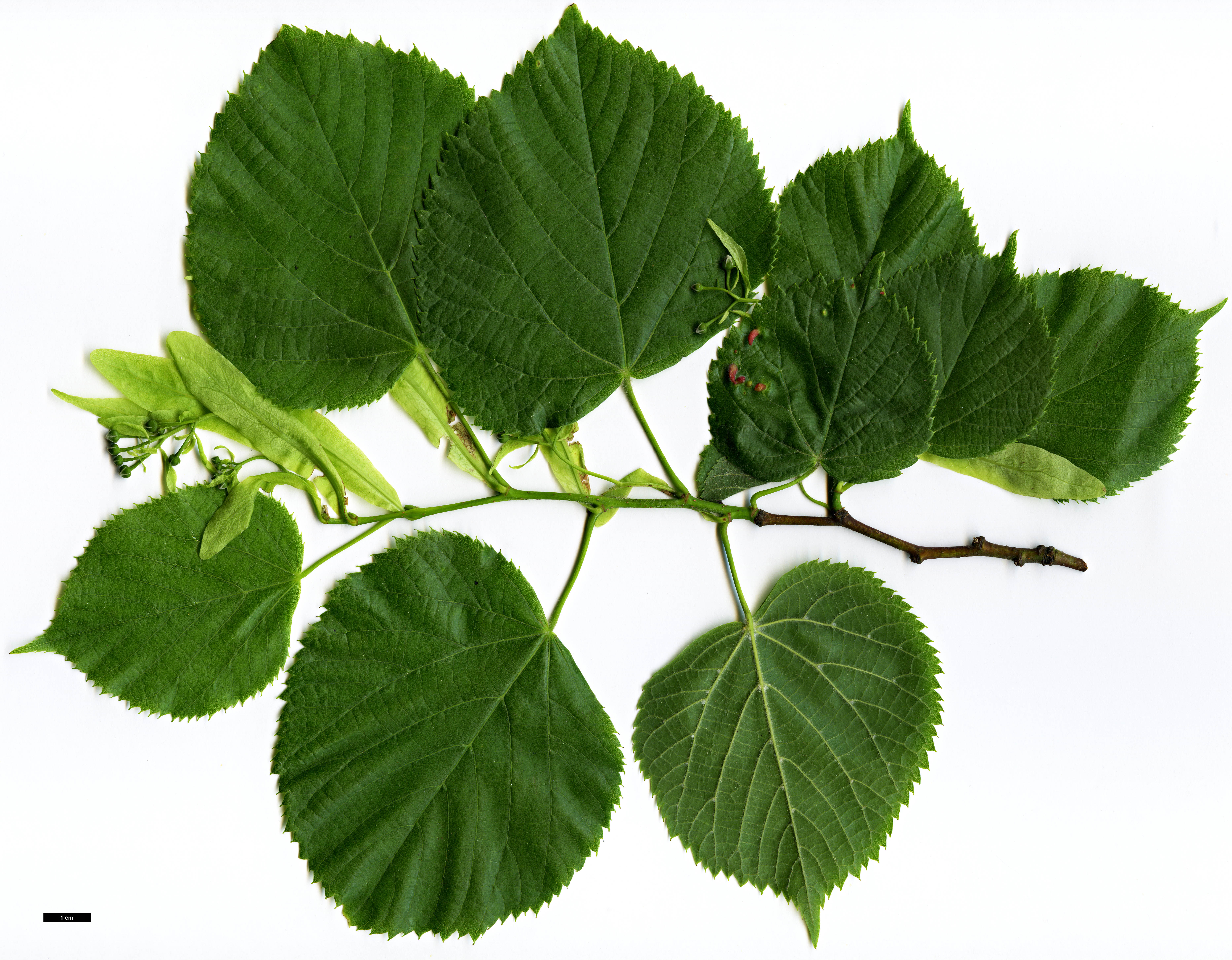 High resolution image: Family: Malvaceae - Genus: Tilia - Taxon: platyphyllos