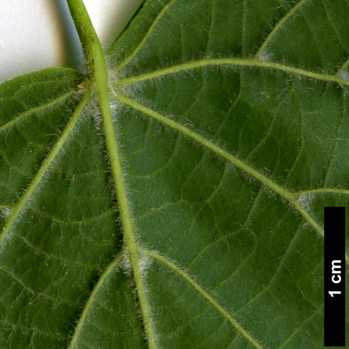 High resolution image: Family: Malvaceae - Genus: Tilia - Taxon: platyphyllos