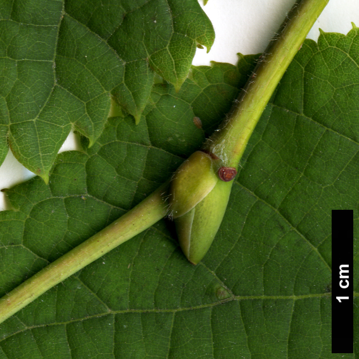 High resolution image: Family: Malvaceae - Genus: Tilia - Taxon: platyphyllos