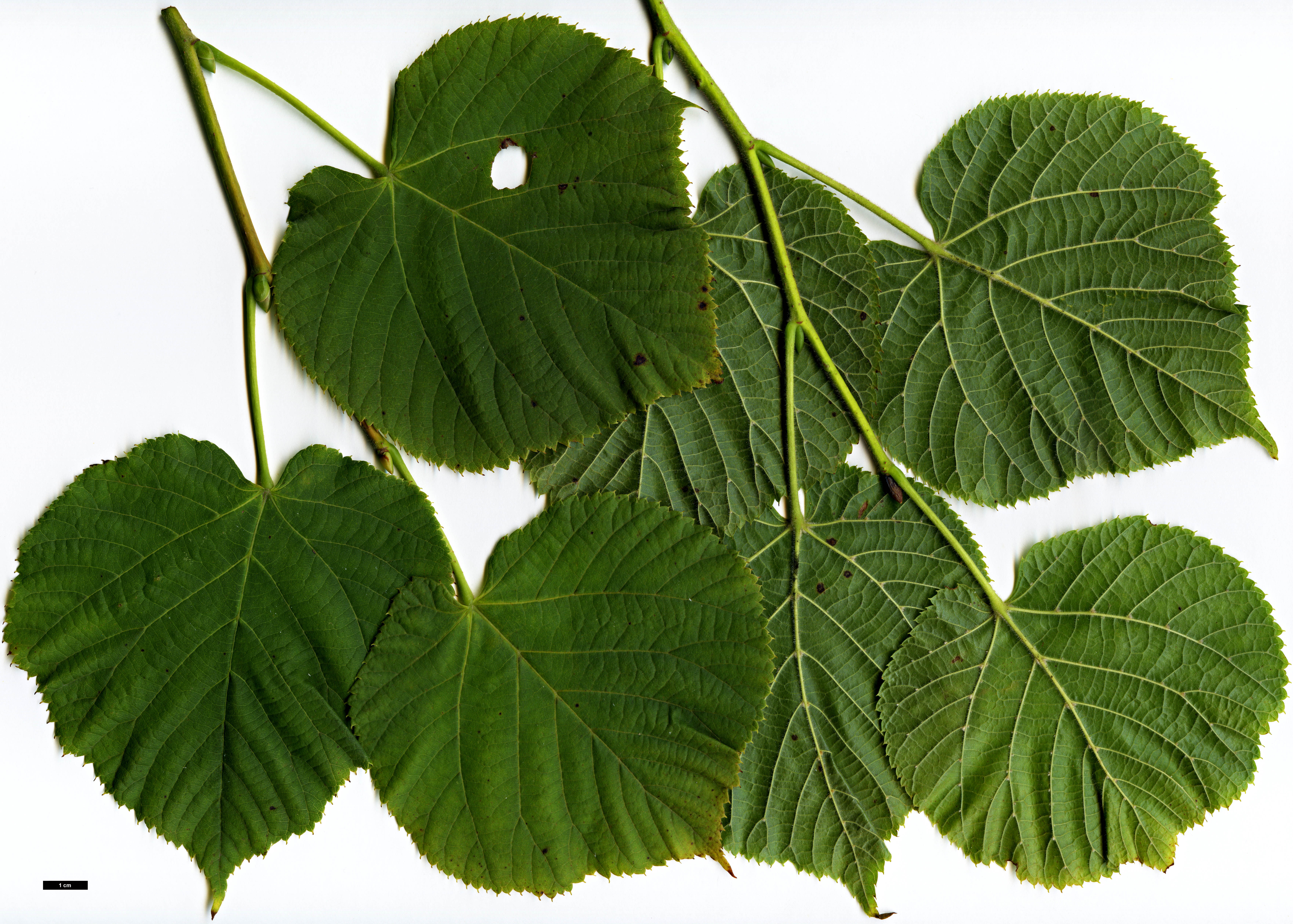 High resolution image: Family: Malvaceae - Genus: Tilia - Taxon: platyphyllos