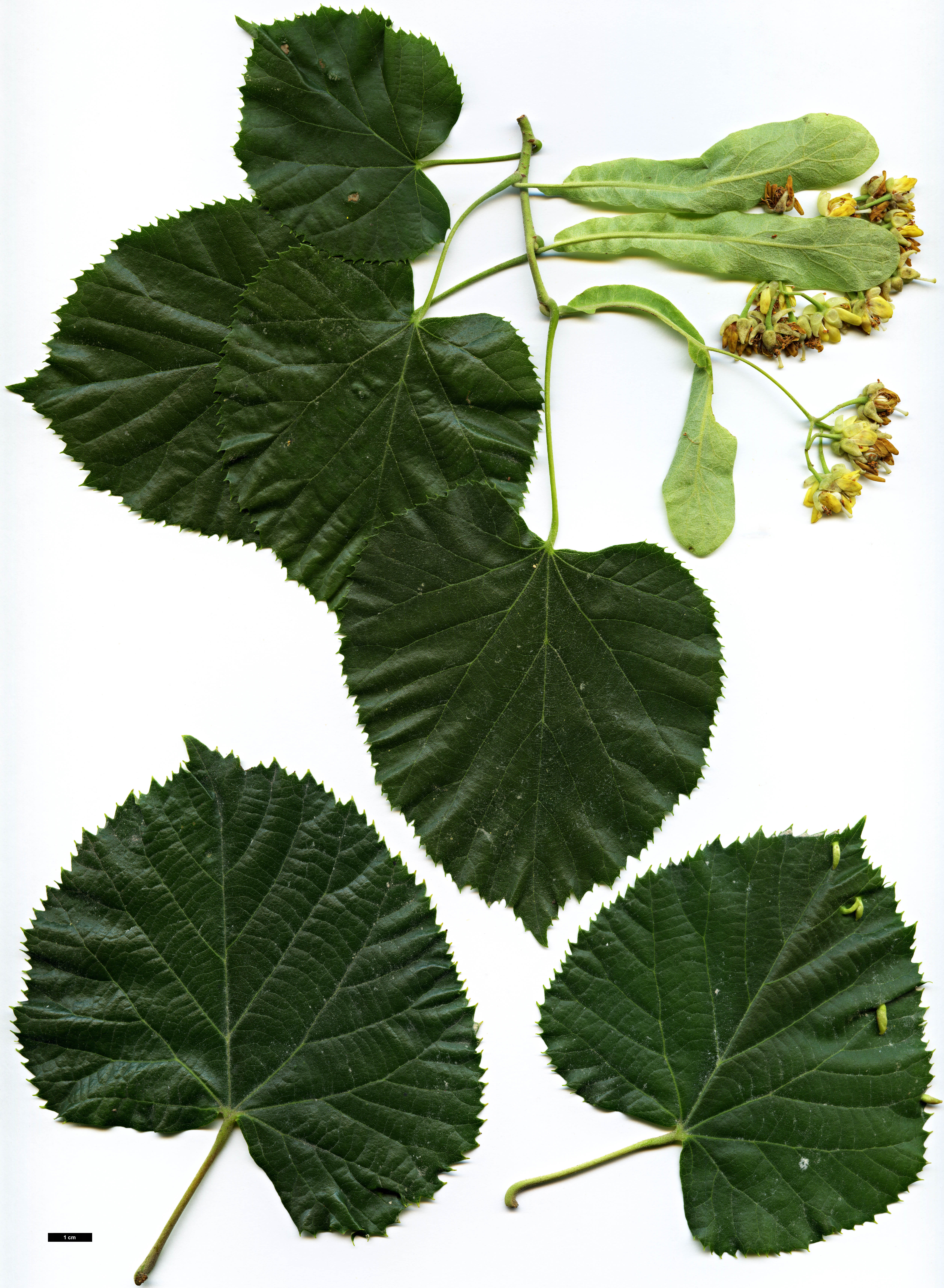 High resolution image: Family: Malvaceae - Genus: Tilia - Taxon: tomentosa - SpeciesSub: 'Orbicularis'