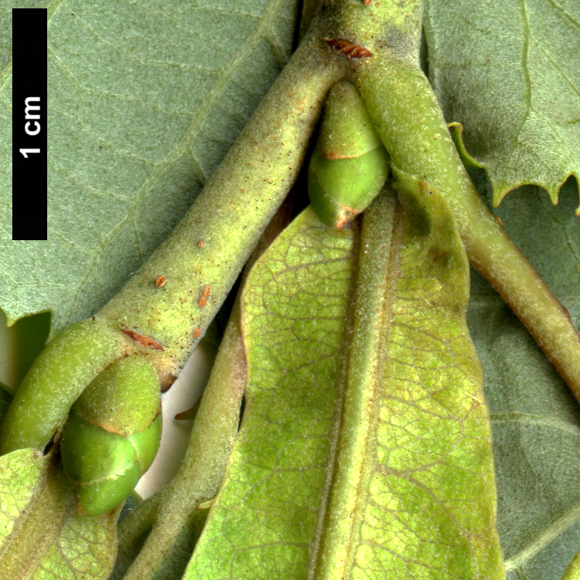 High resolution image: Family: Malvaceae - Genus: Tilia - Taxon: tomentosa - SpeciesSub: 'Orbicularis'