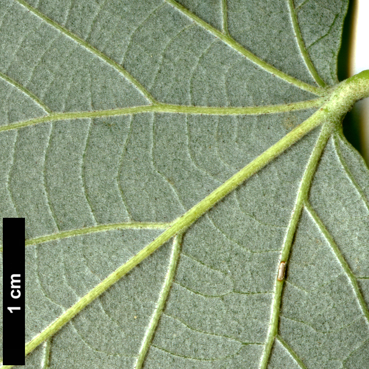 High resolution image: Family: Malvaceae - Genus: Tilia - Taxon: tomentosa - SpeciesSub: 'Petiolaris'