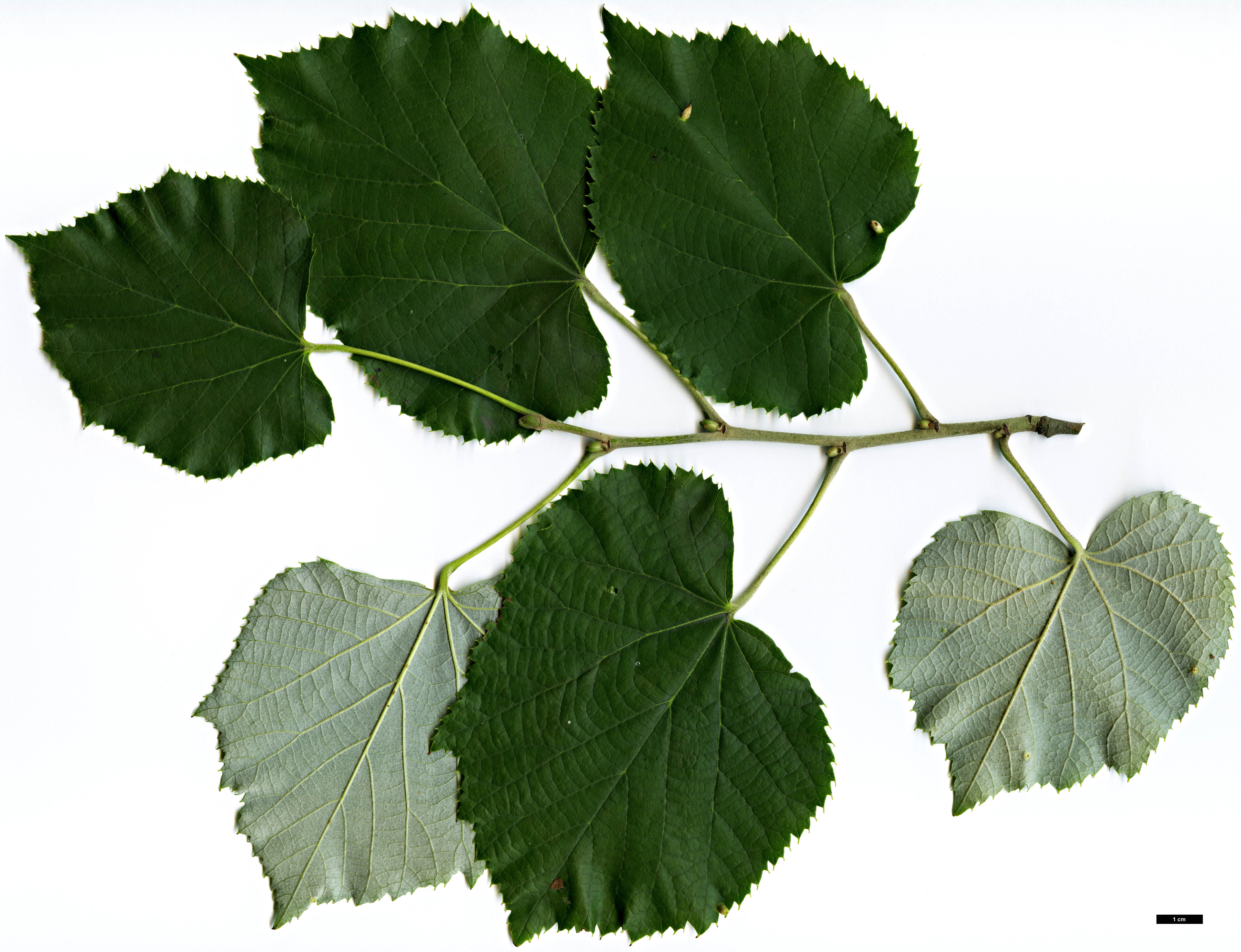 High resolution image: Family: Malvaceae - Genus: Tilia - Taxon: tomentosa - SpeciesSub: 'Petiolaris'