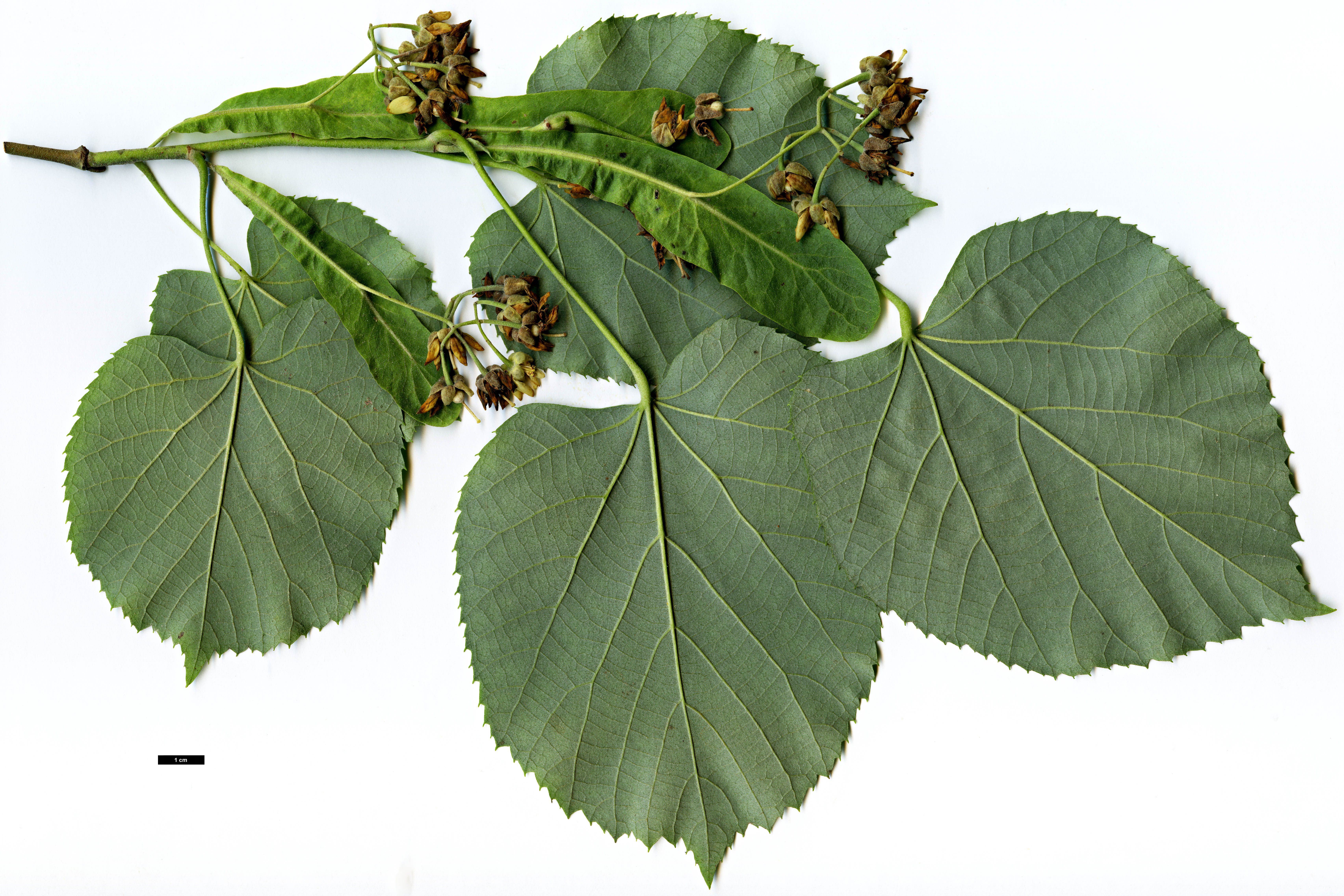 High resolution image: Family: Malvaceae - Genus: Tilia - Taxon: tomentosa - SpeciesSub: 'Petiolaris'