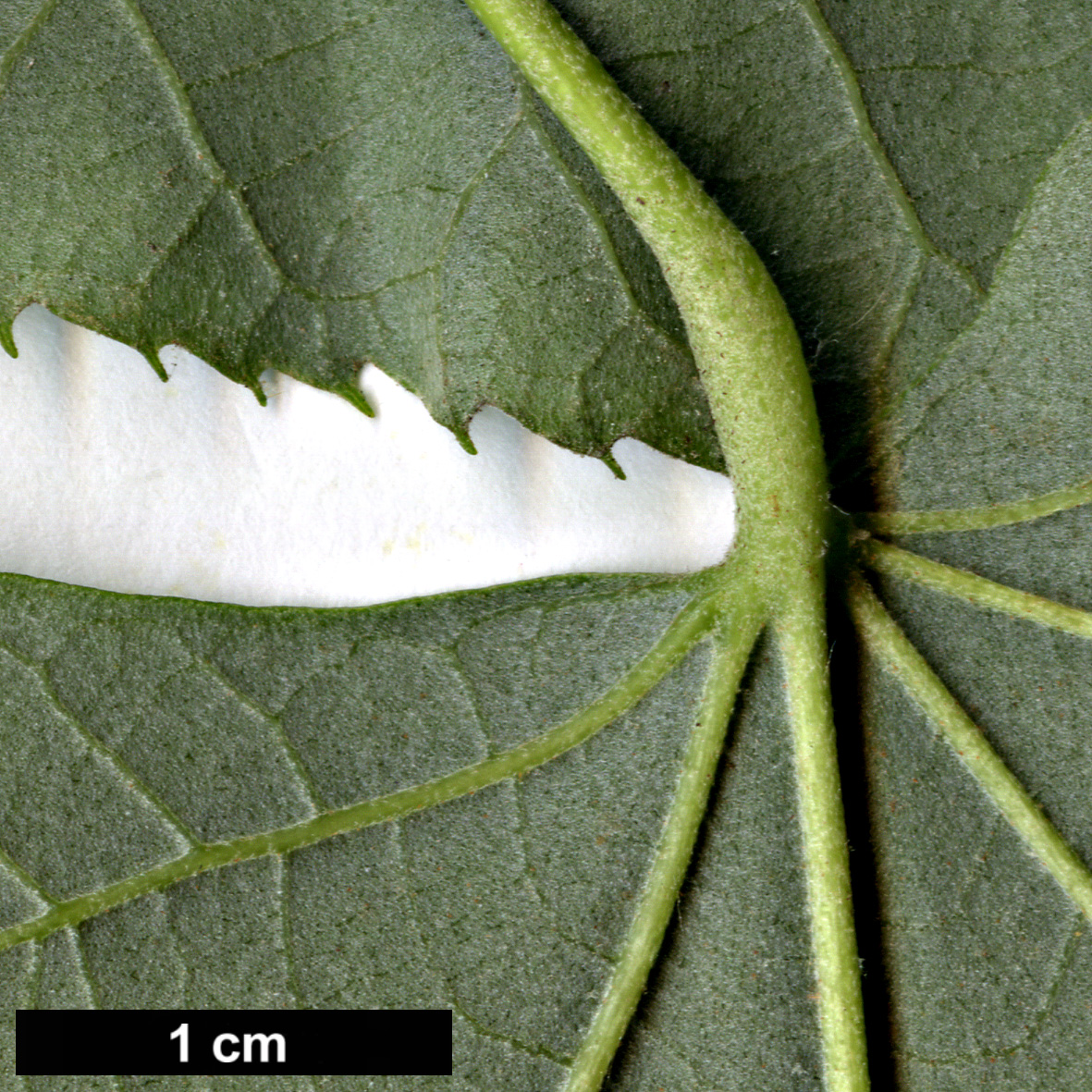 High resolution image: Family: Malvaceae - Genus: Tilia - Taxon: tomentosa - SpeciesSub: 'Petiolaris'