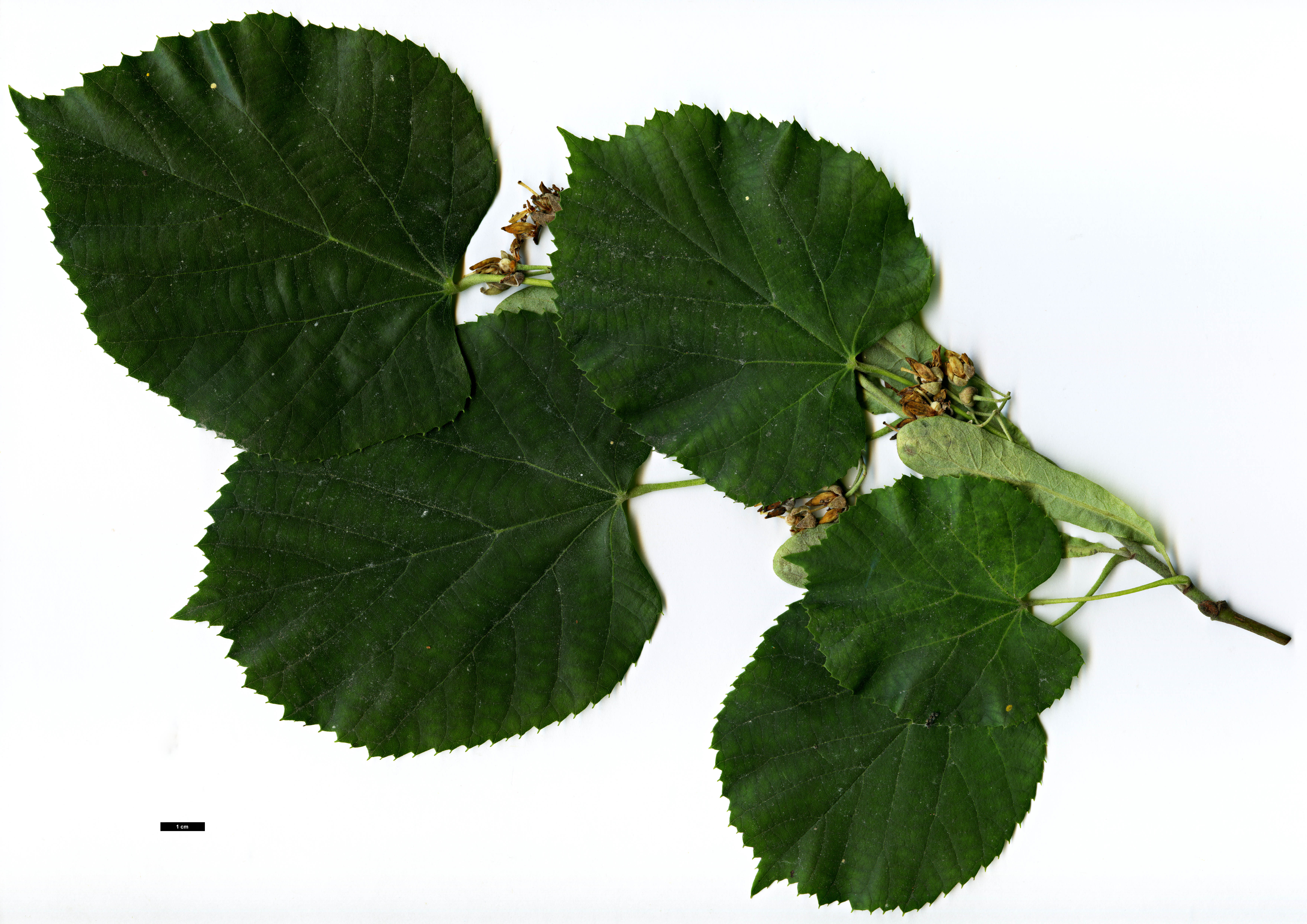 High resolution image: Family: Malvaceae - Genus: Tilia - Taxon: tomentosa - SpeciesSub: 'Petiolaris'