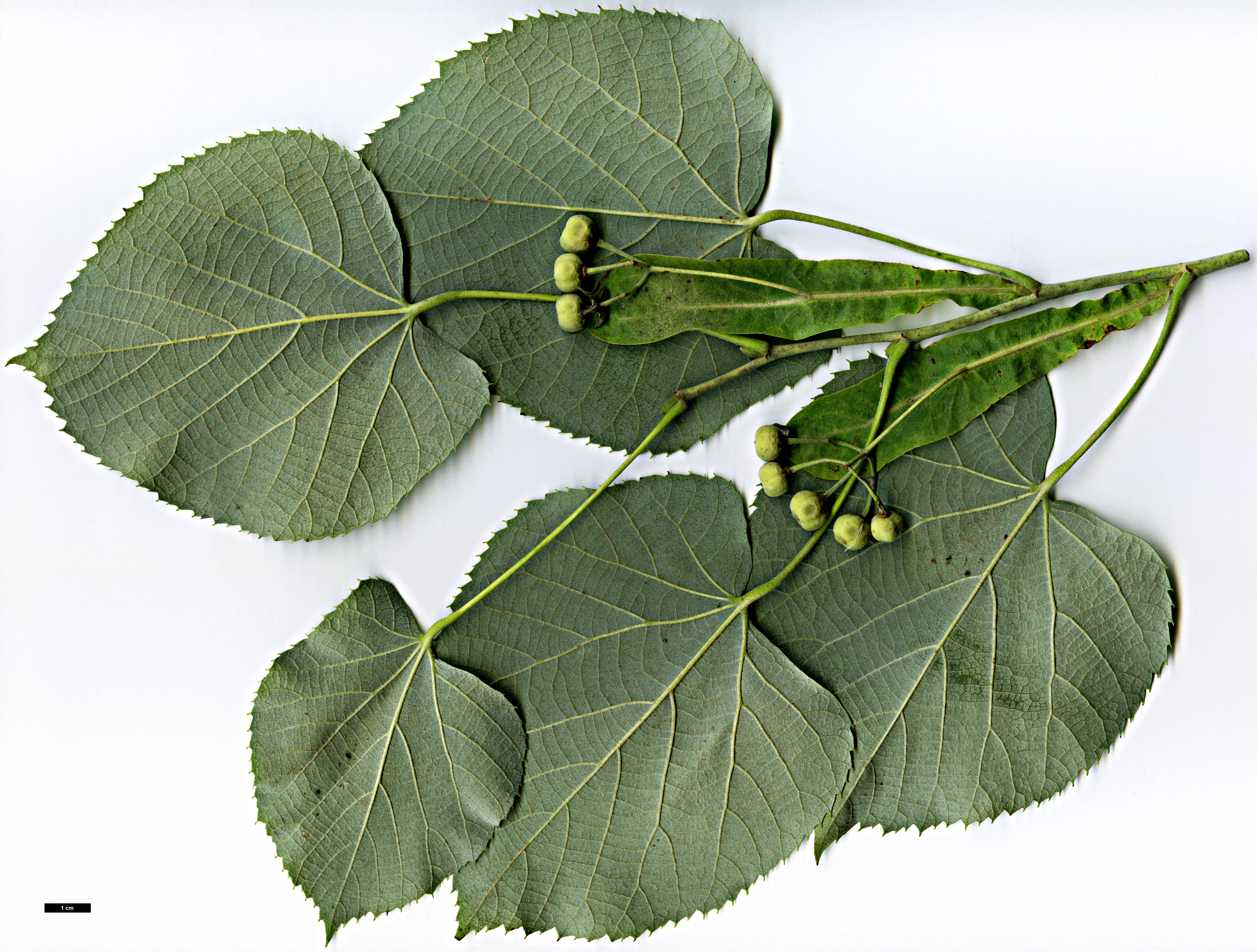 High resolution image: Family: Malvaceae - Genus: Tilia - Taxon: tomentosa - SpeciesSub: 'Petiolaris'