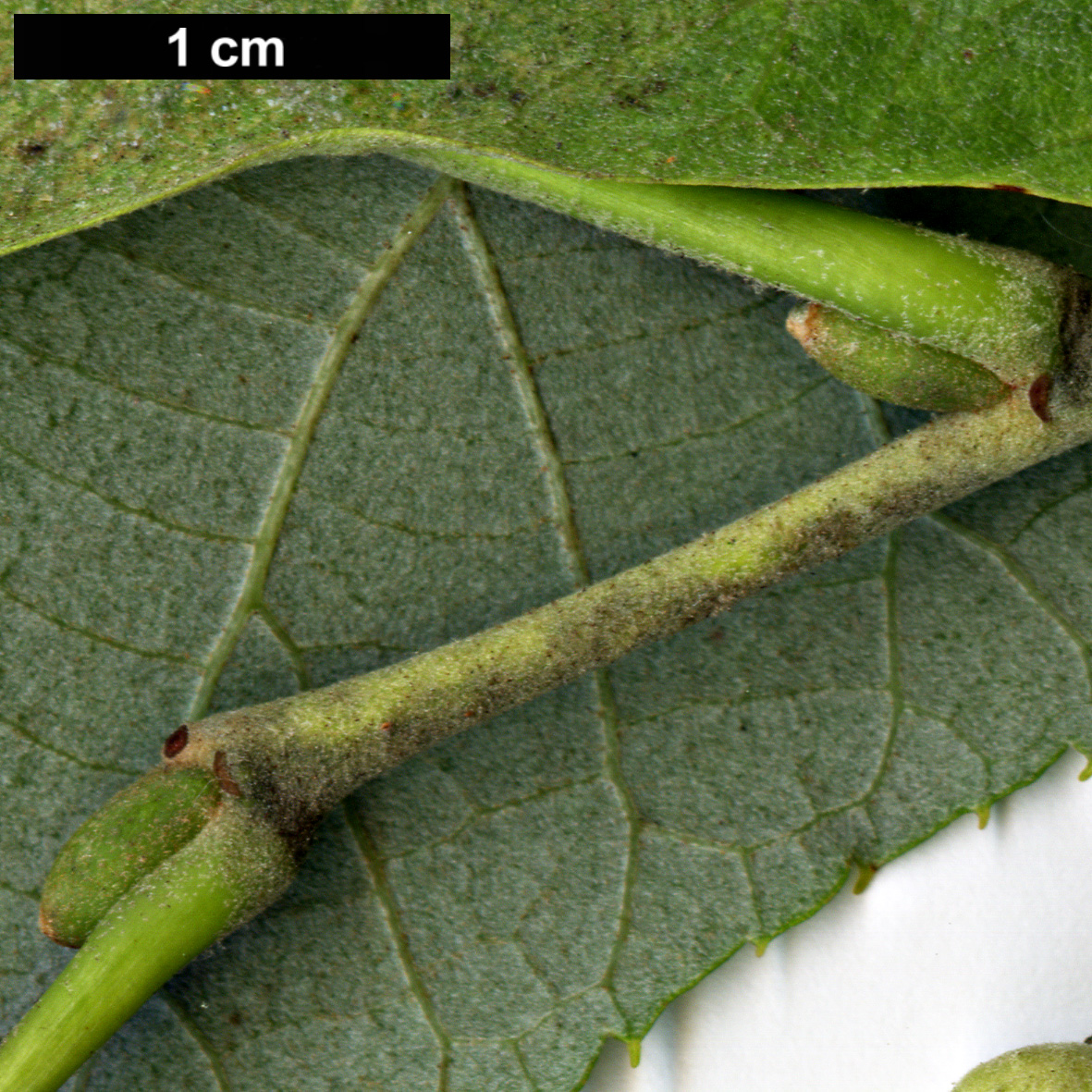 High resolution image: Family: Malvaceae - Genus: Tilia - Taxon: tomentosa - SpeciesSub: 'Petiolaris'