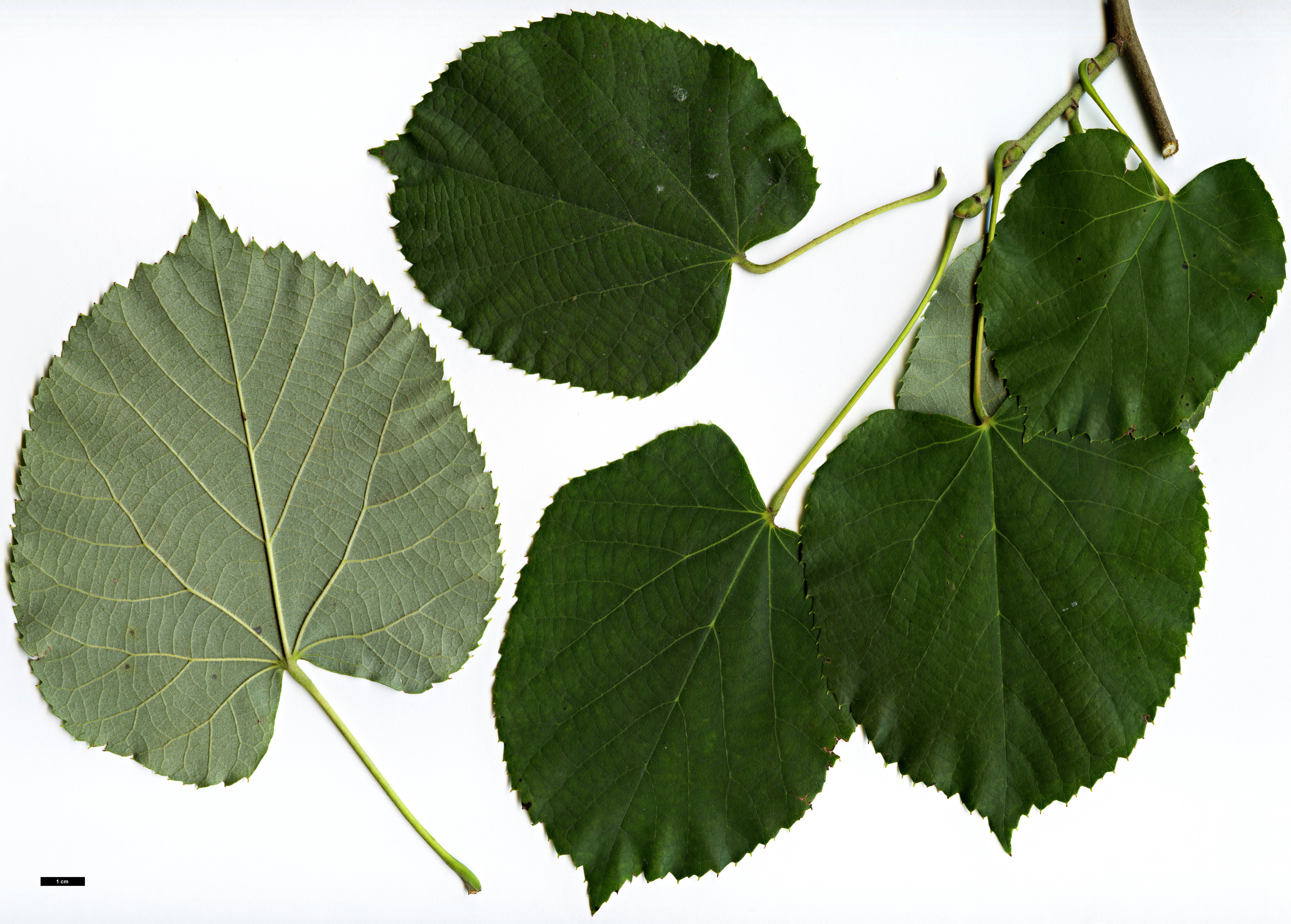 High resolution image: Family: Malvaceae - Genus: Tilia - Taxon: tomentosa - SpeciesSub: 'Petiolaris'