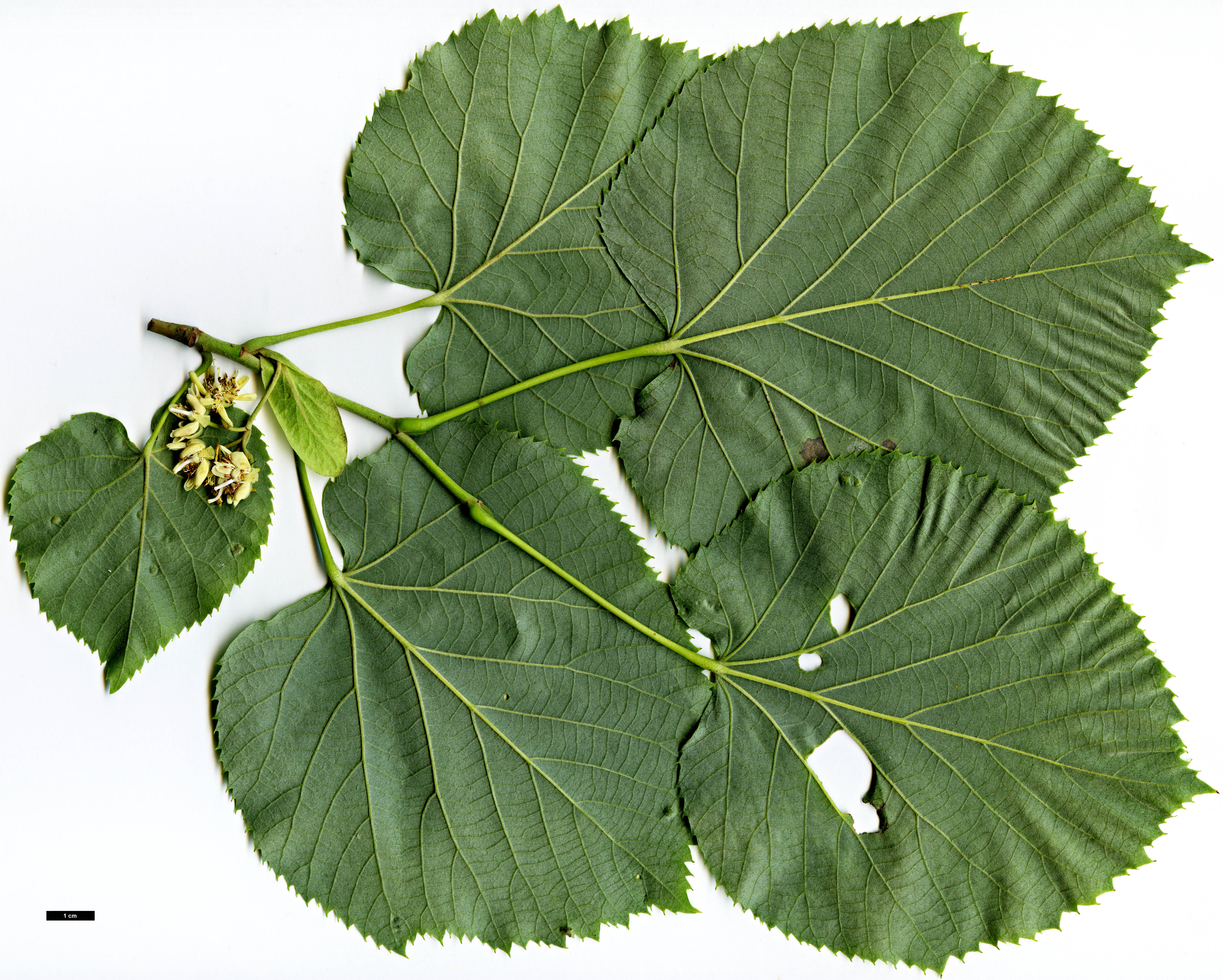 High resolution image: Family: Malvaceae - Genus: Tilia - Taxon: tomentosa