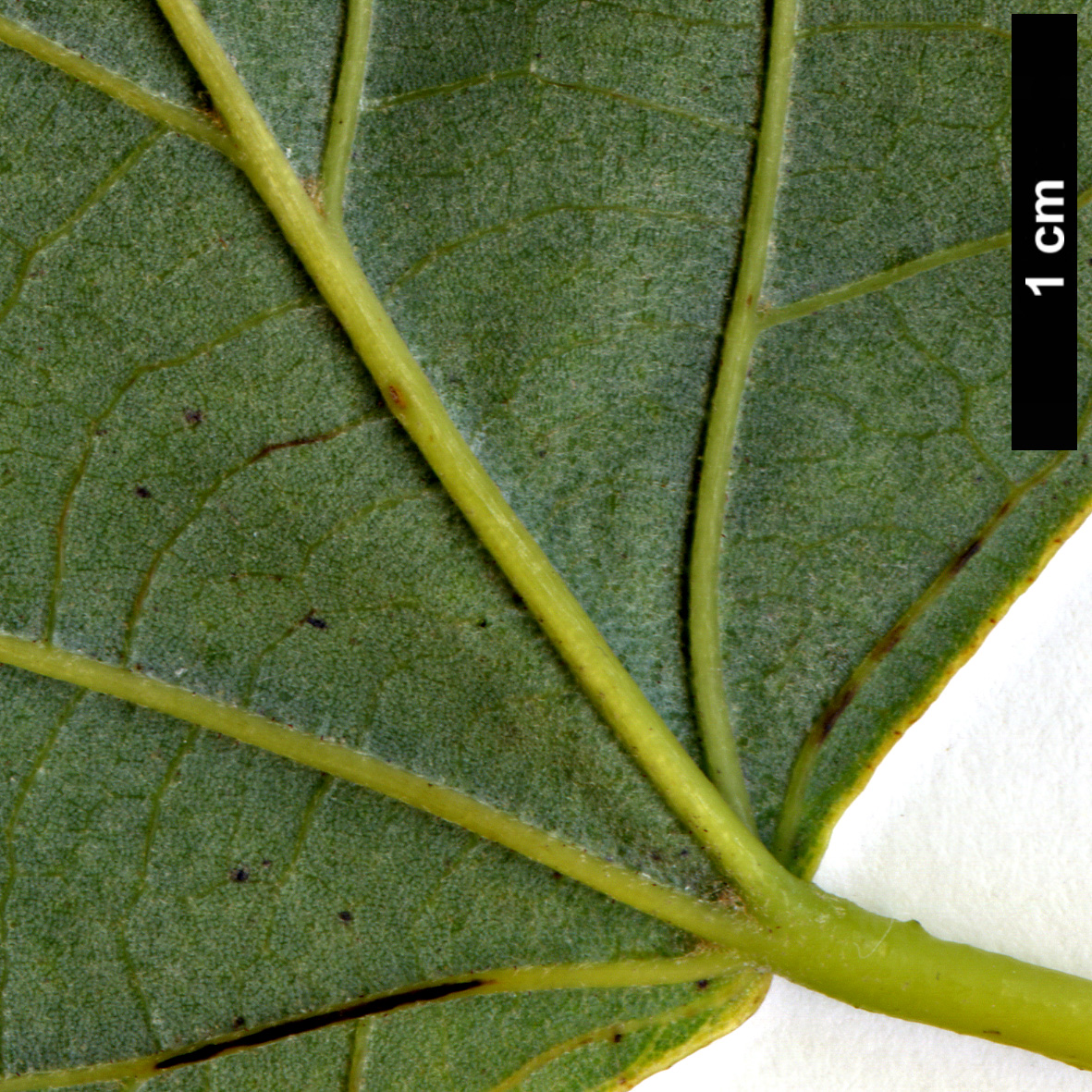 High resolution image: Family: Malvaceae - Genus: Tilia - Taxon: tuan